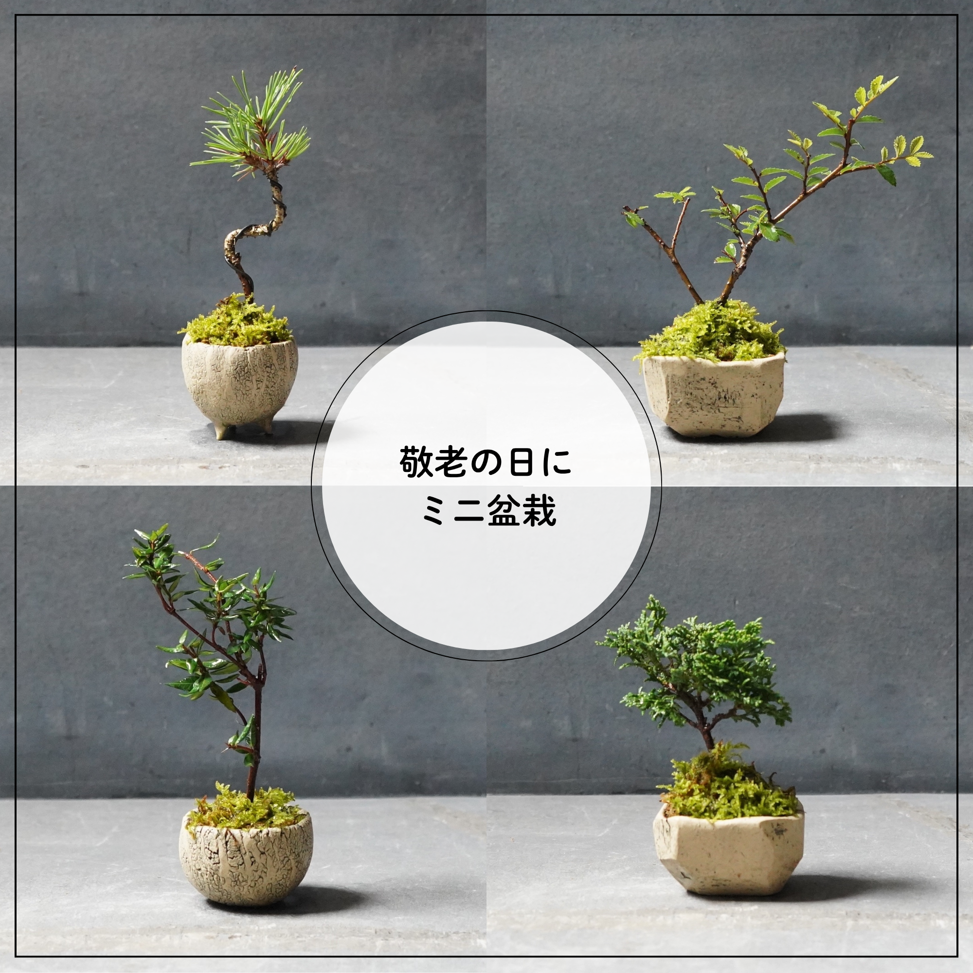 <p style="text-align: center;">敬老の日ギフトに<br>ミニ盆栽</p>