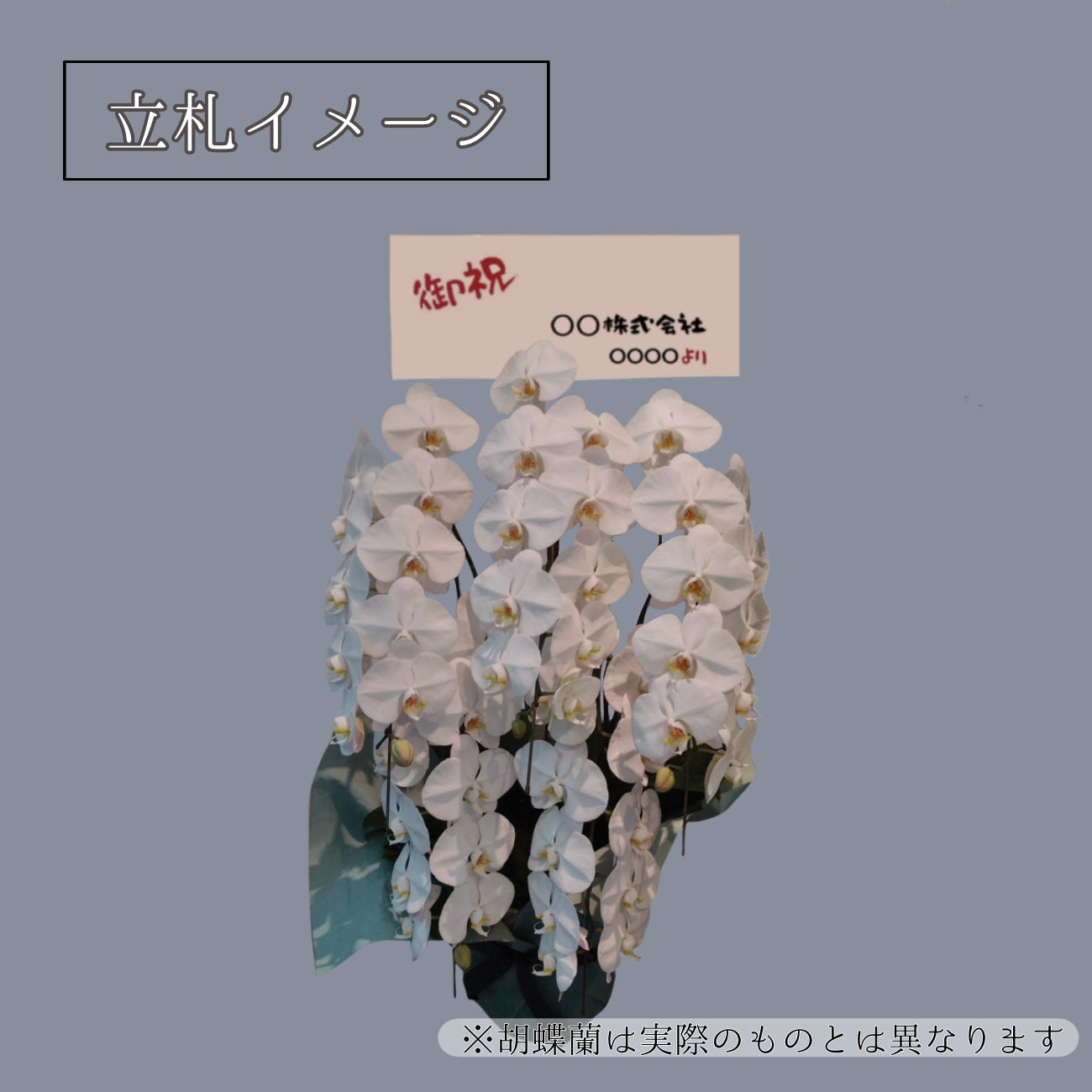 胡蝶蘭〈Mサイズ〉