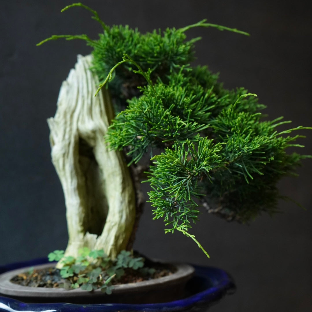 創作松の盆栽