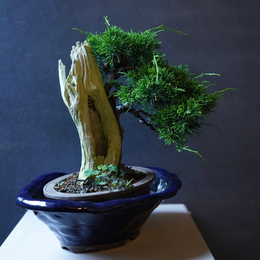 創作松の盆栽