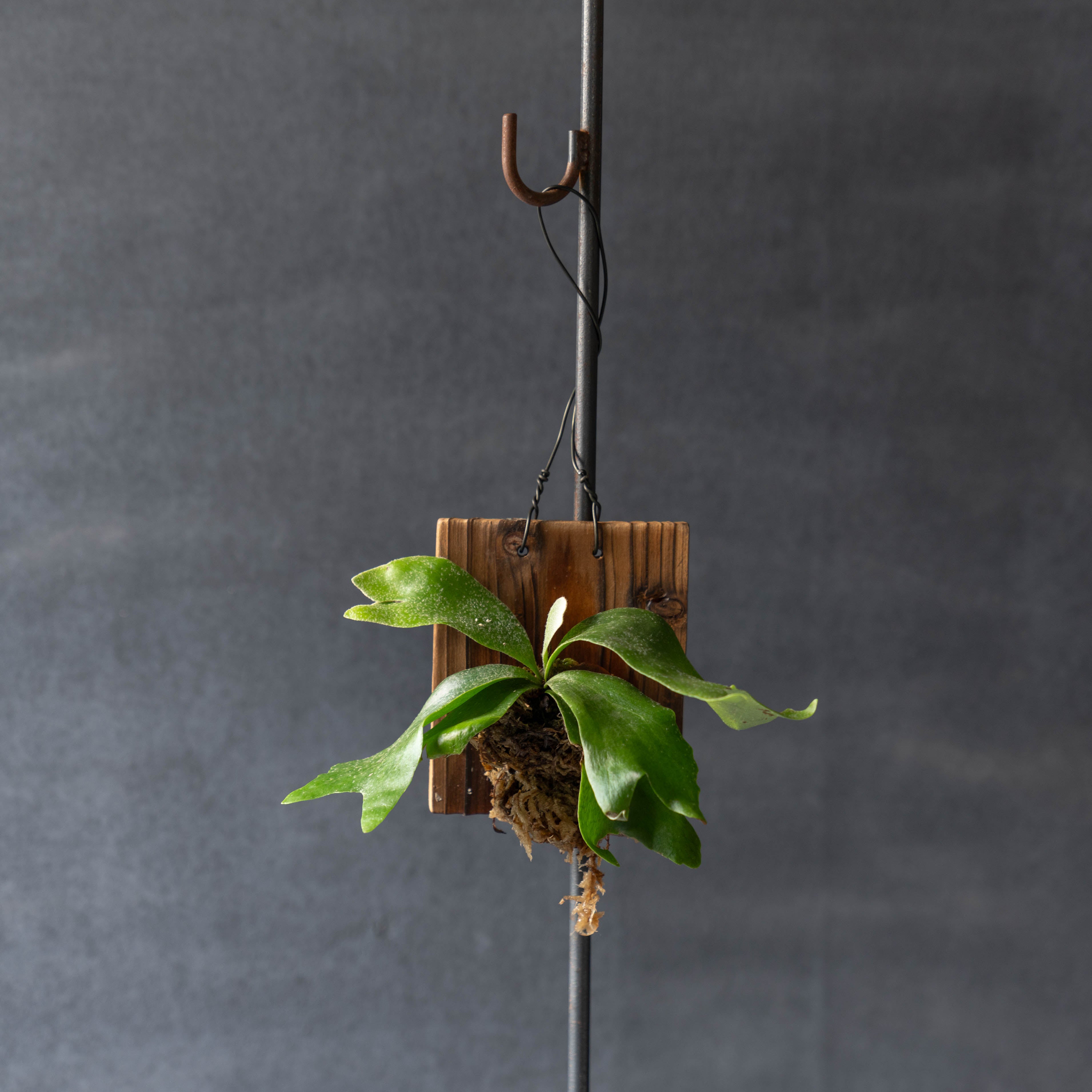 ビカクシダ ウォールハンギングS