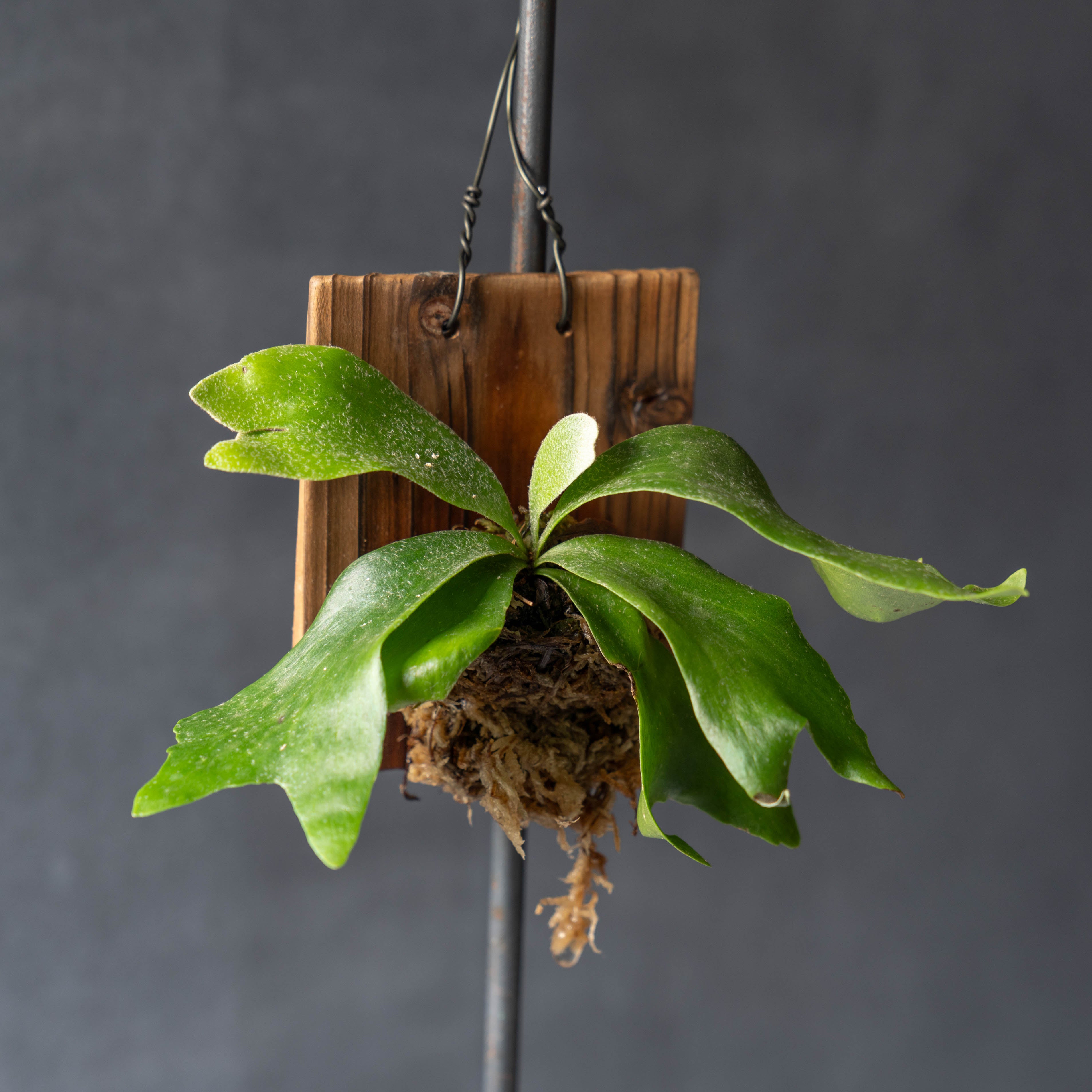 ビカクシダ ウォールハンギングS