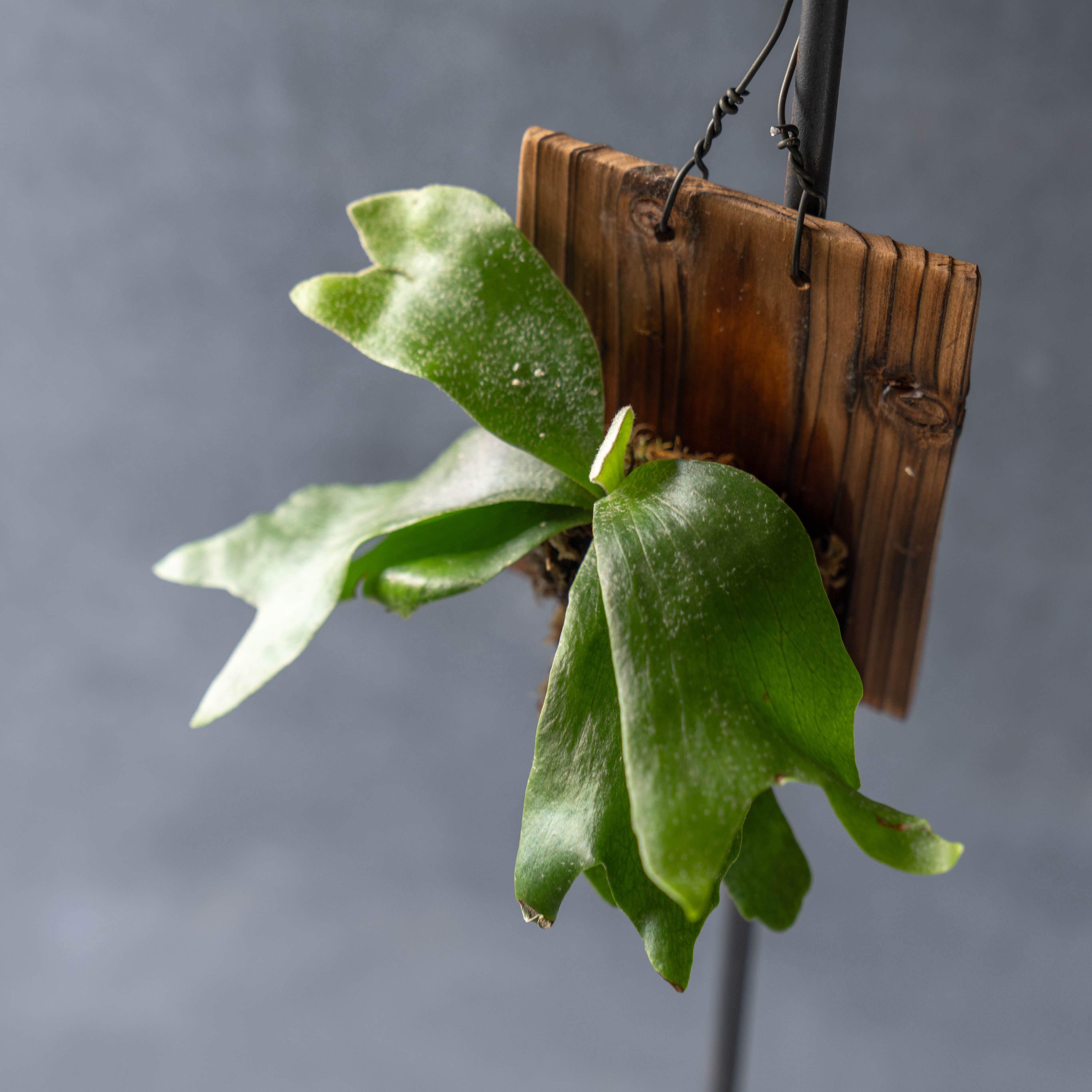 ビカクシダ ウォールハンギングS