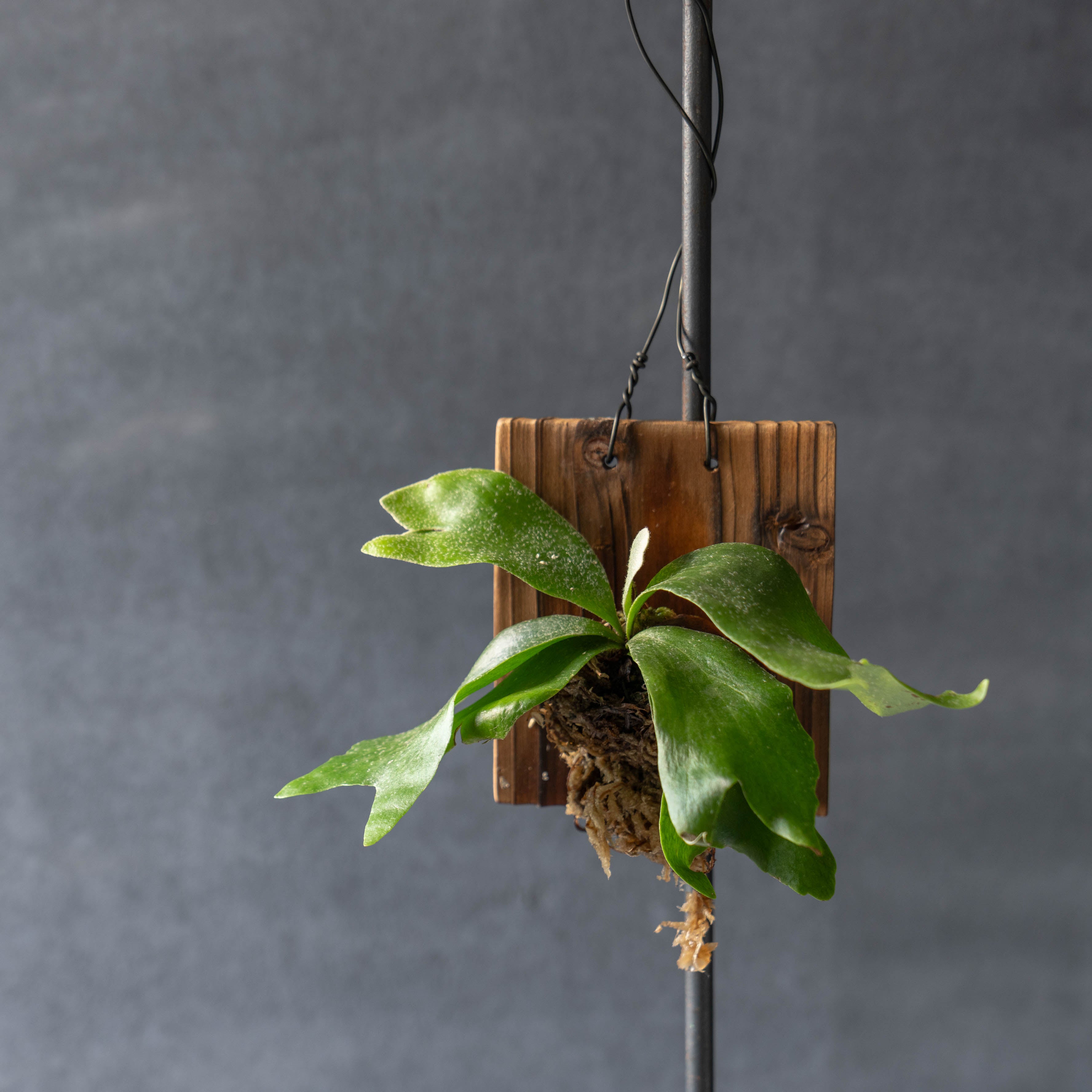 ビカクシダ ウォールハンギングS