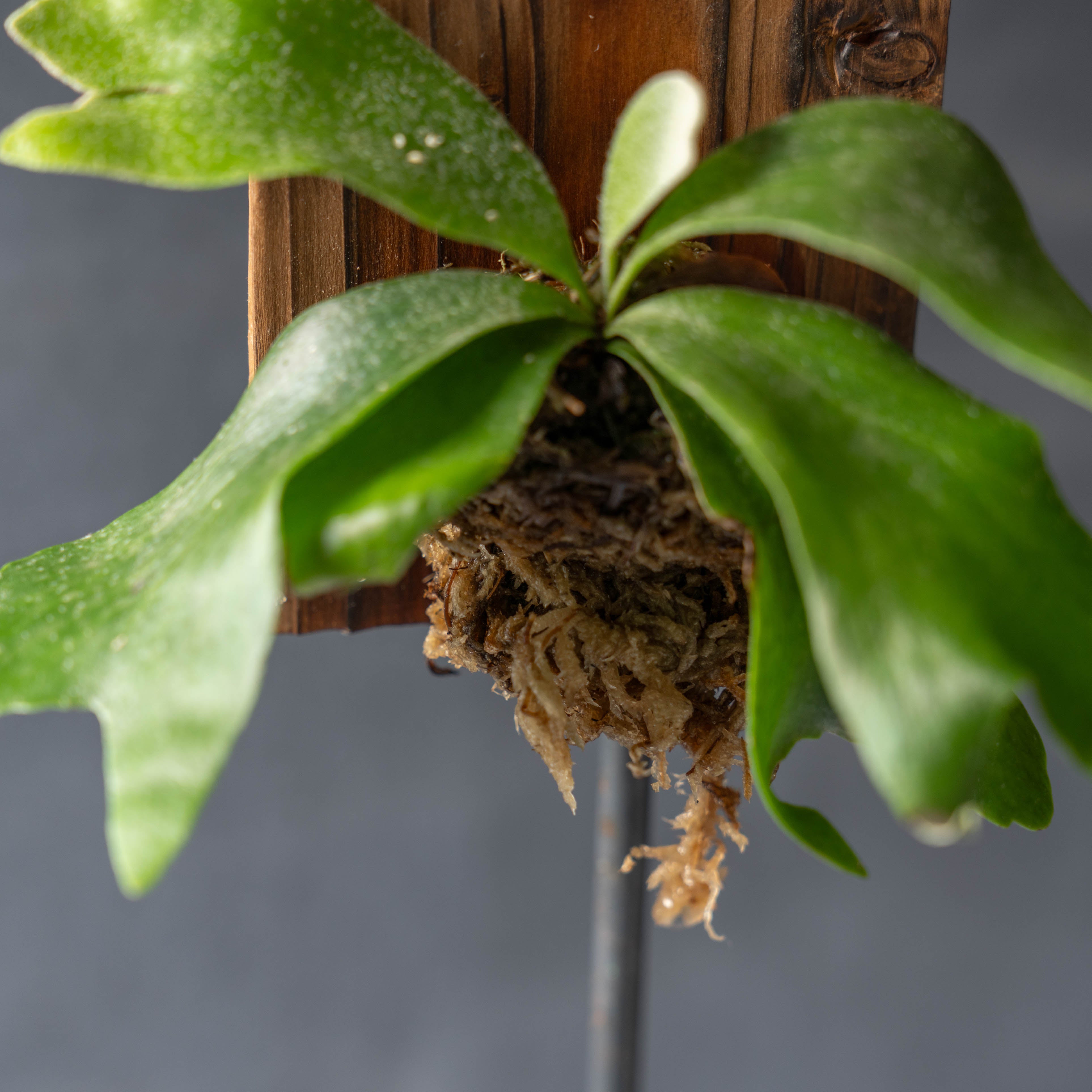 ビカクシダ ウォールハンギングS