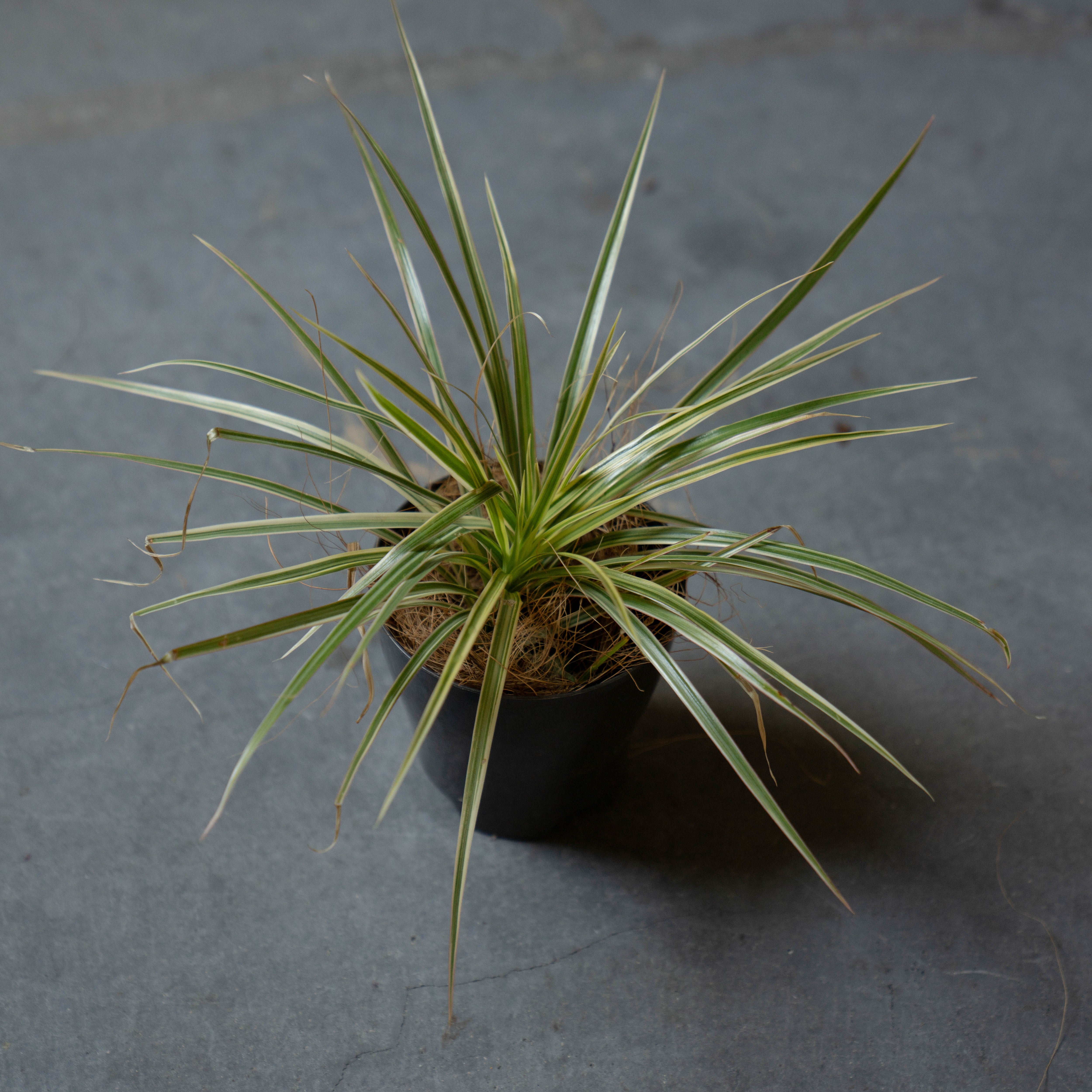 ドラセナ・コンシンネ