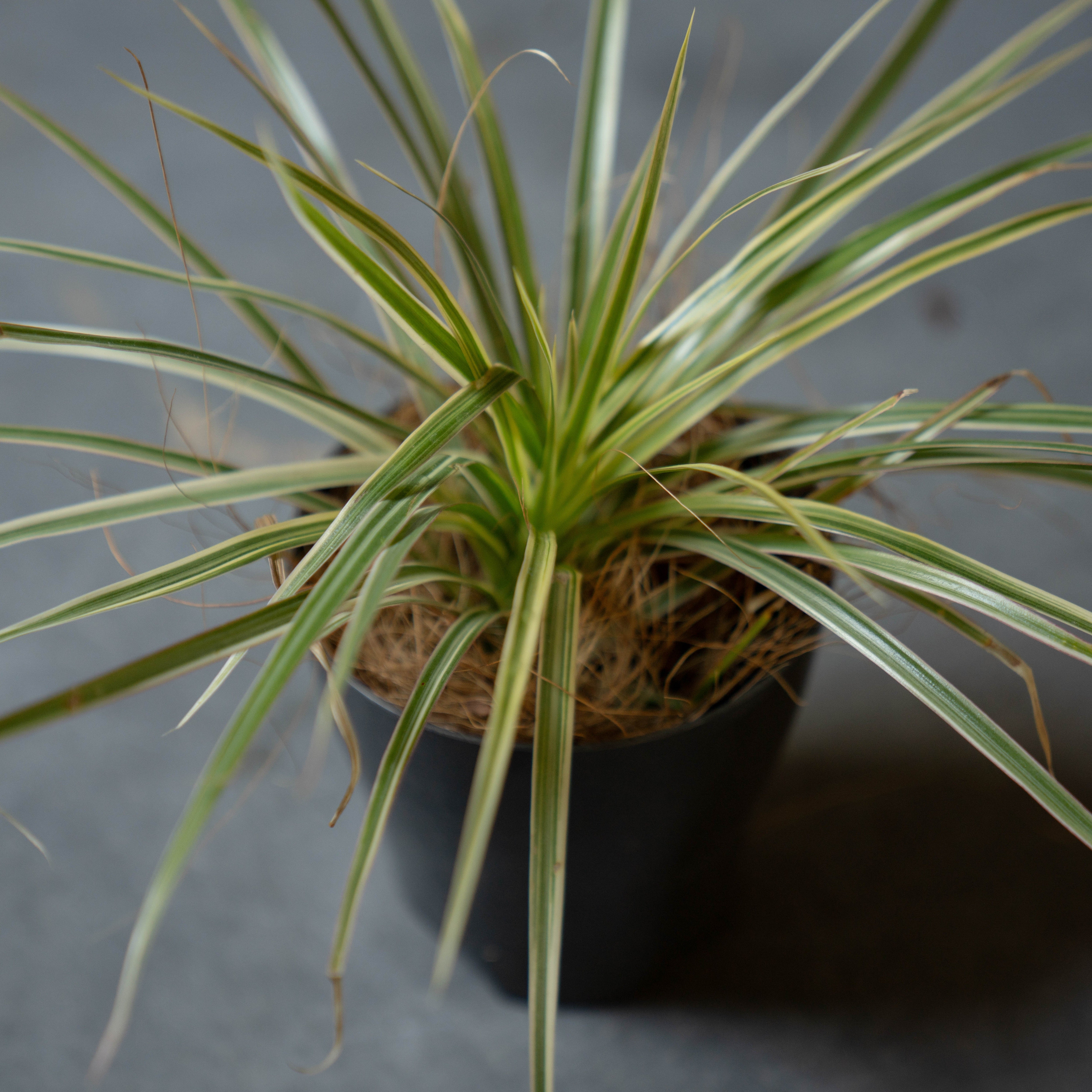 ドラセナ・コンシンネ