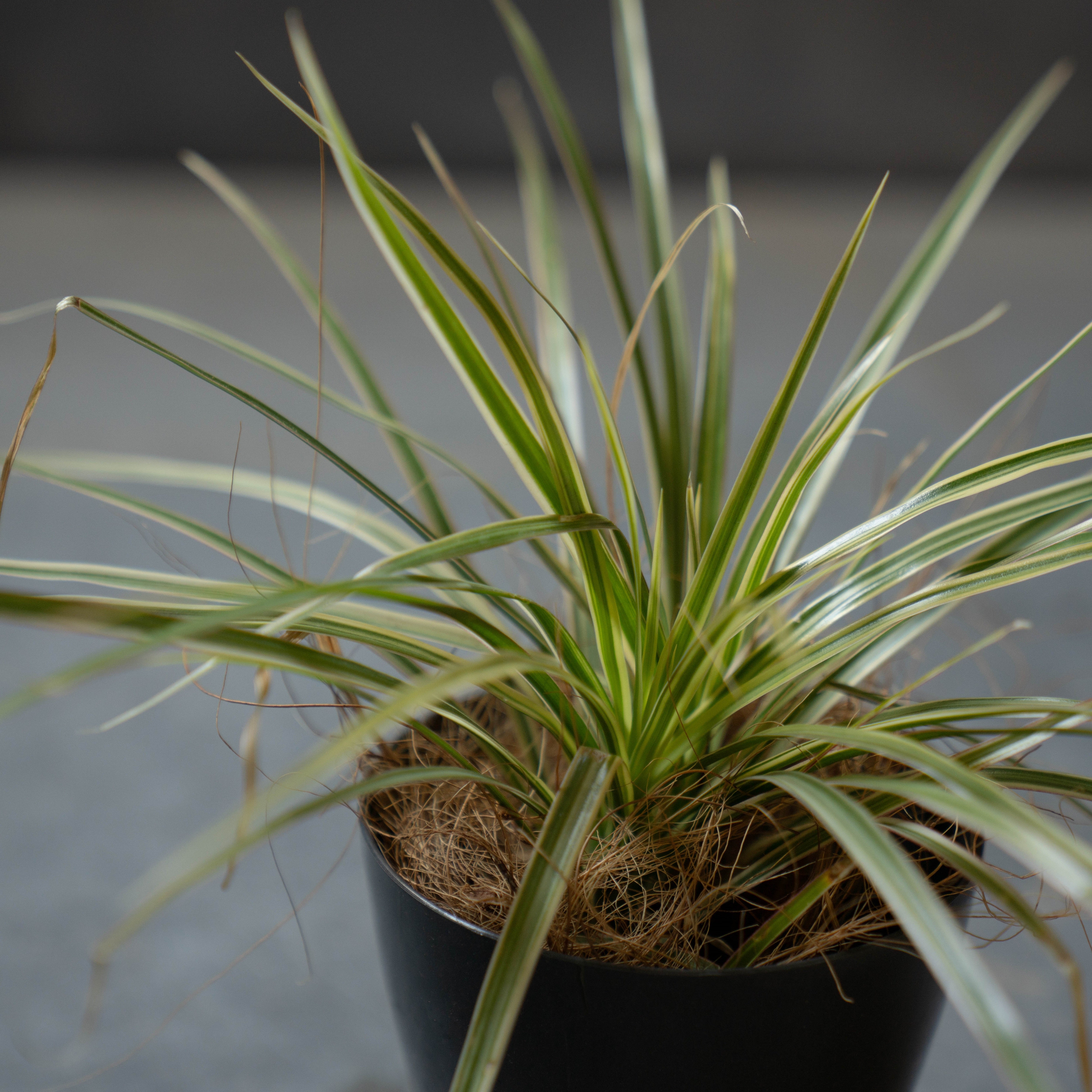 ドラセナ・コンシンネ