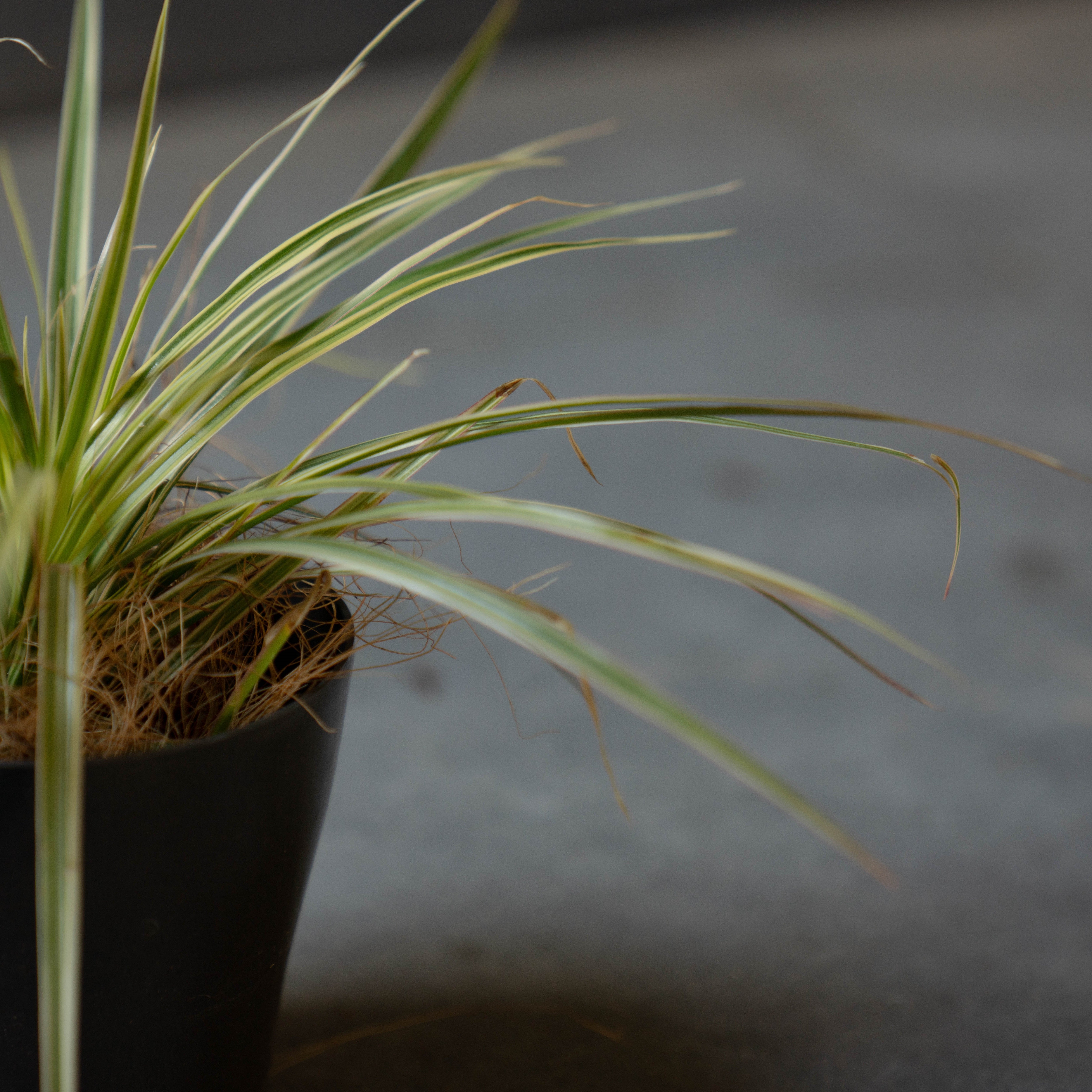 ドラセナ・コンシンネ