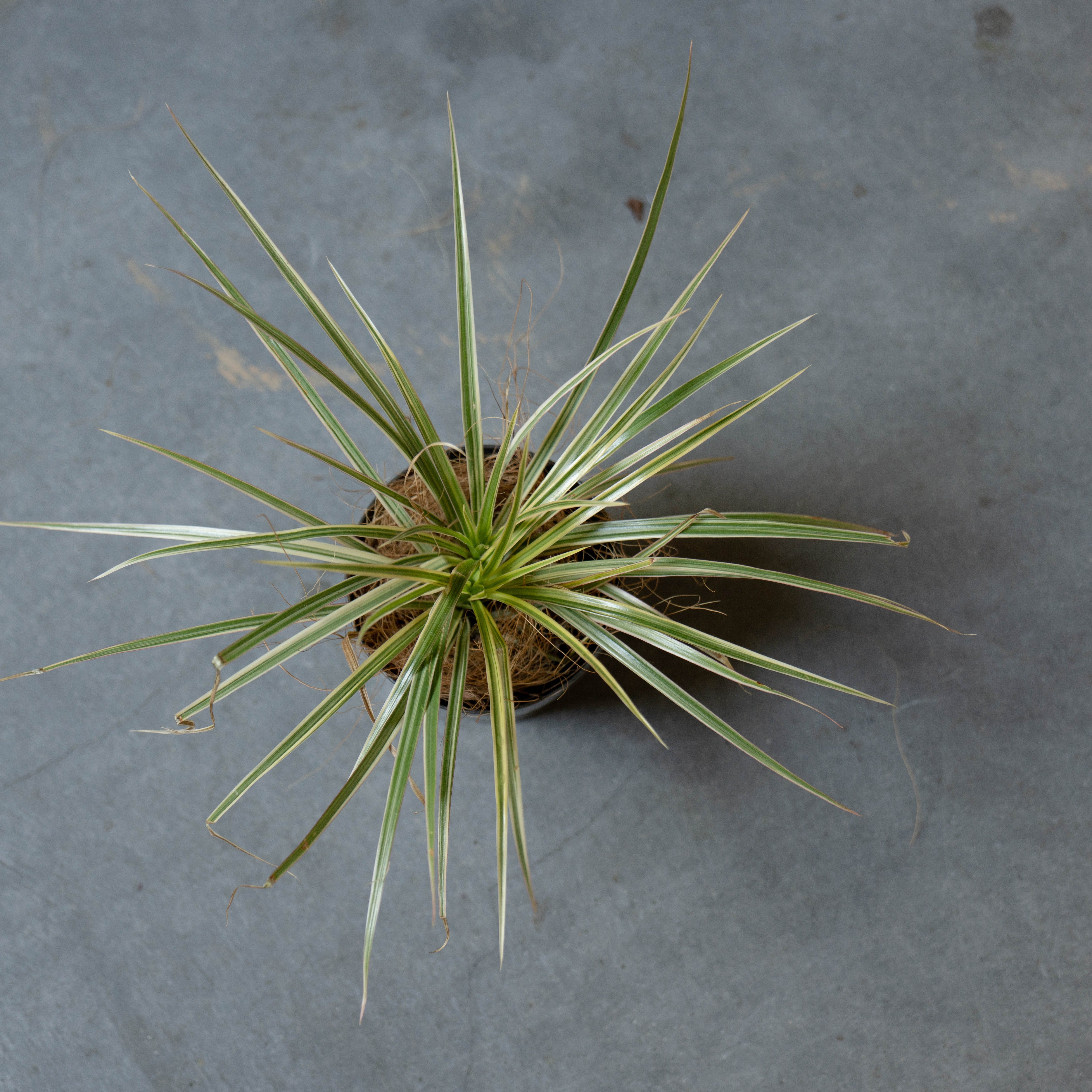 ドラセナ・コンシンネ