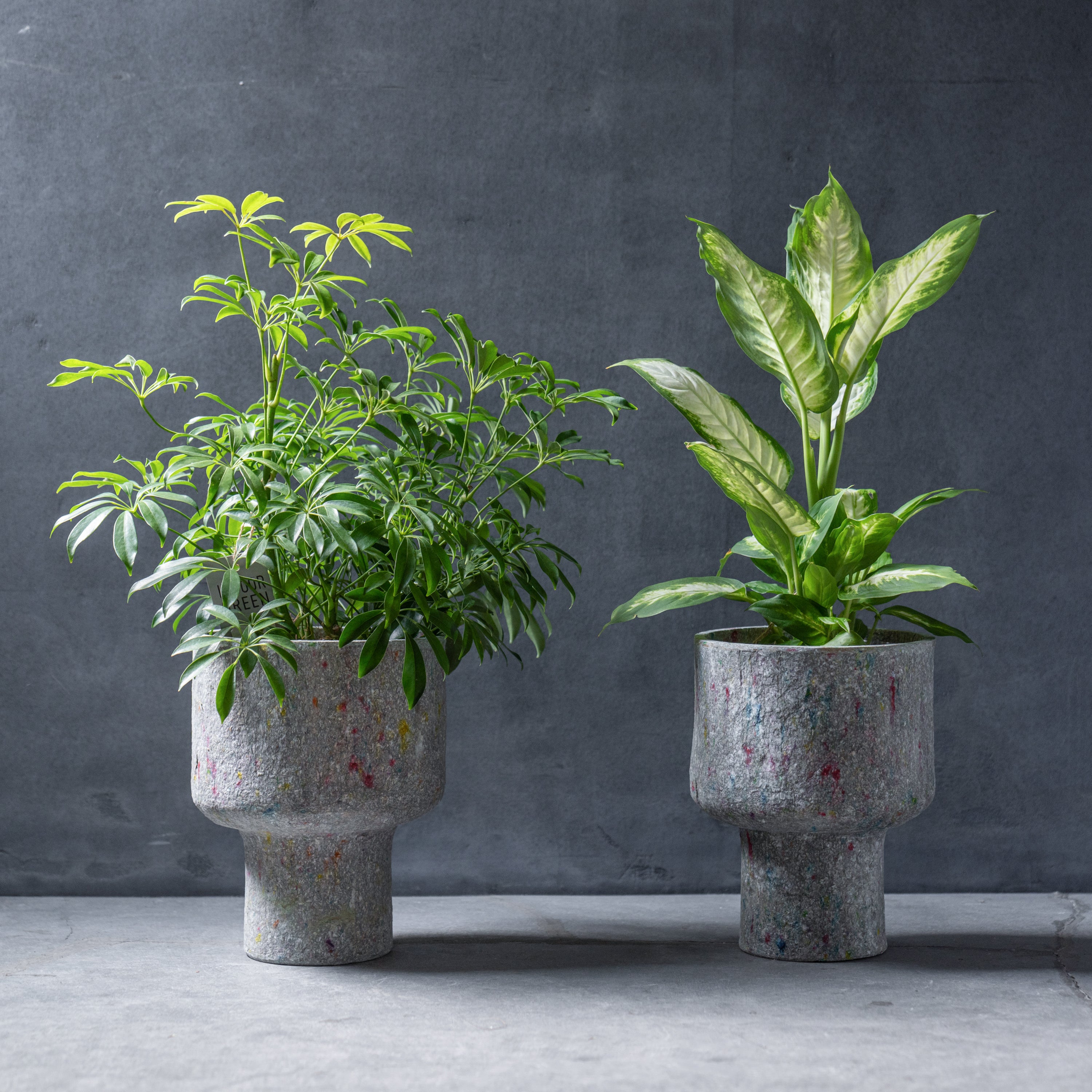 リサイクルペーパーポット(L)+観葉植物セット