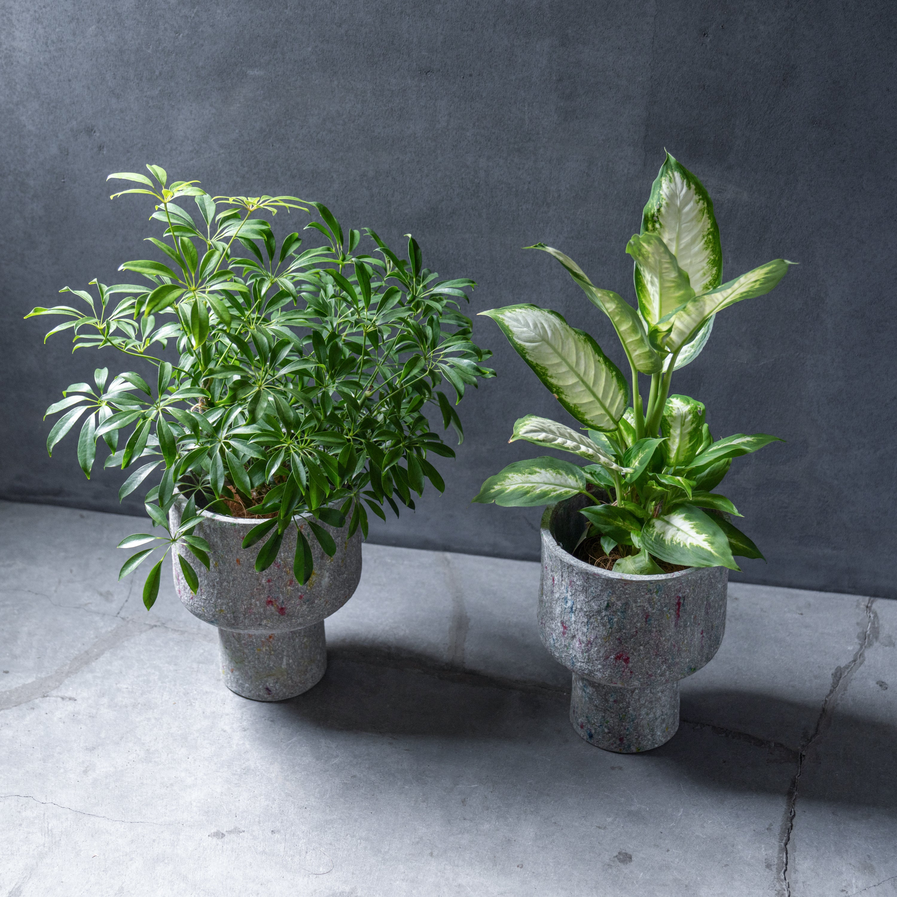 リサイクルペーパーポット(L)+観葉植物セット