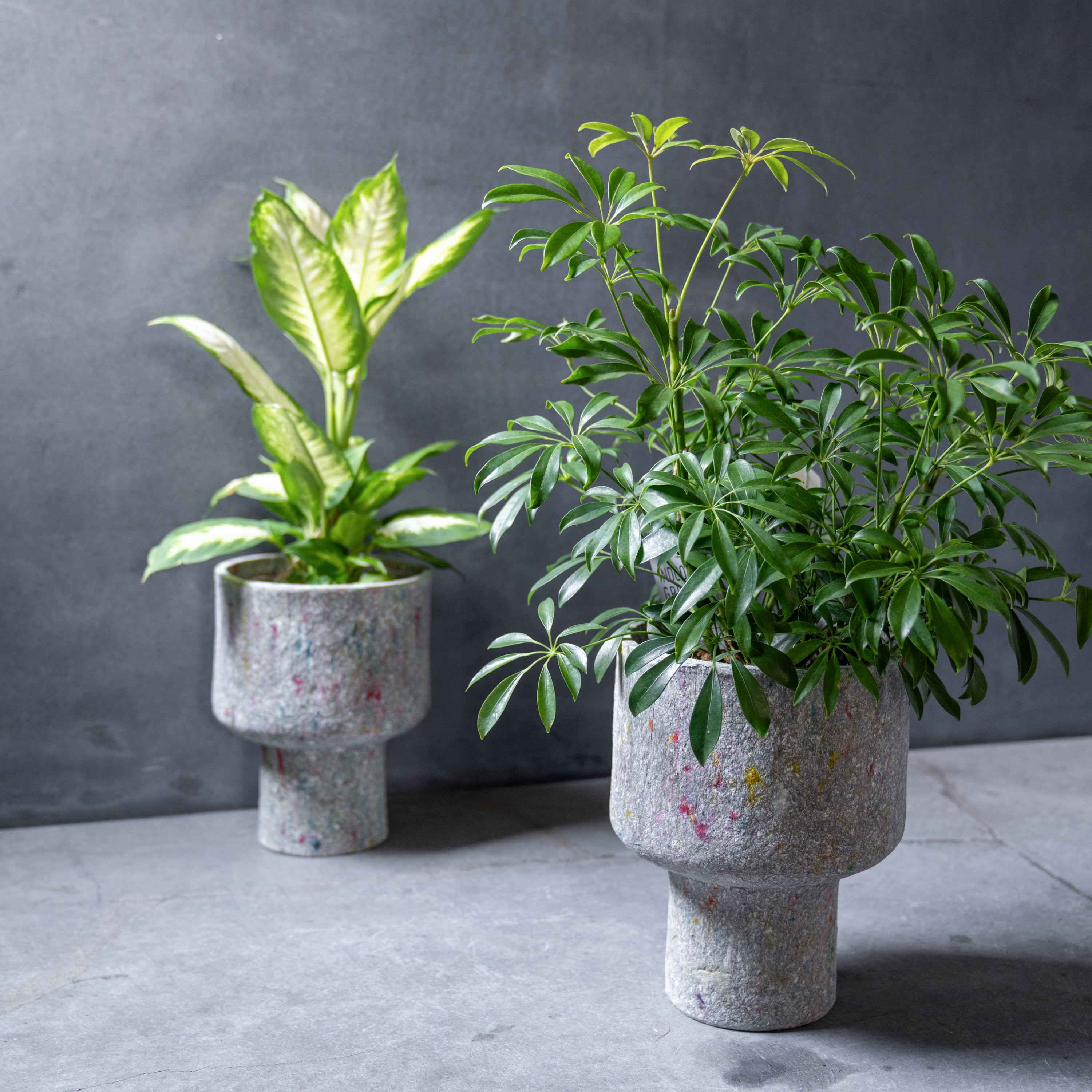 リサイクルペーパーポット(L)+観葉植物セット