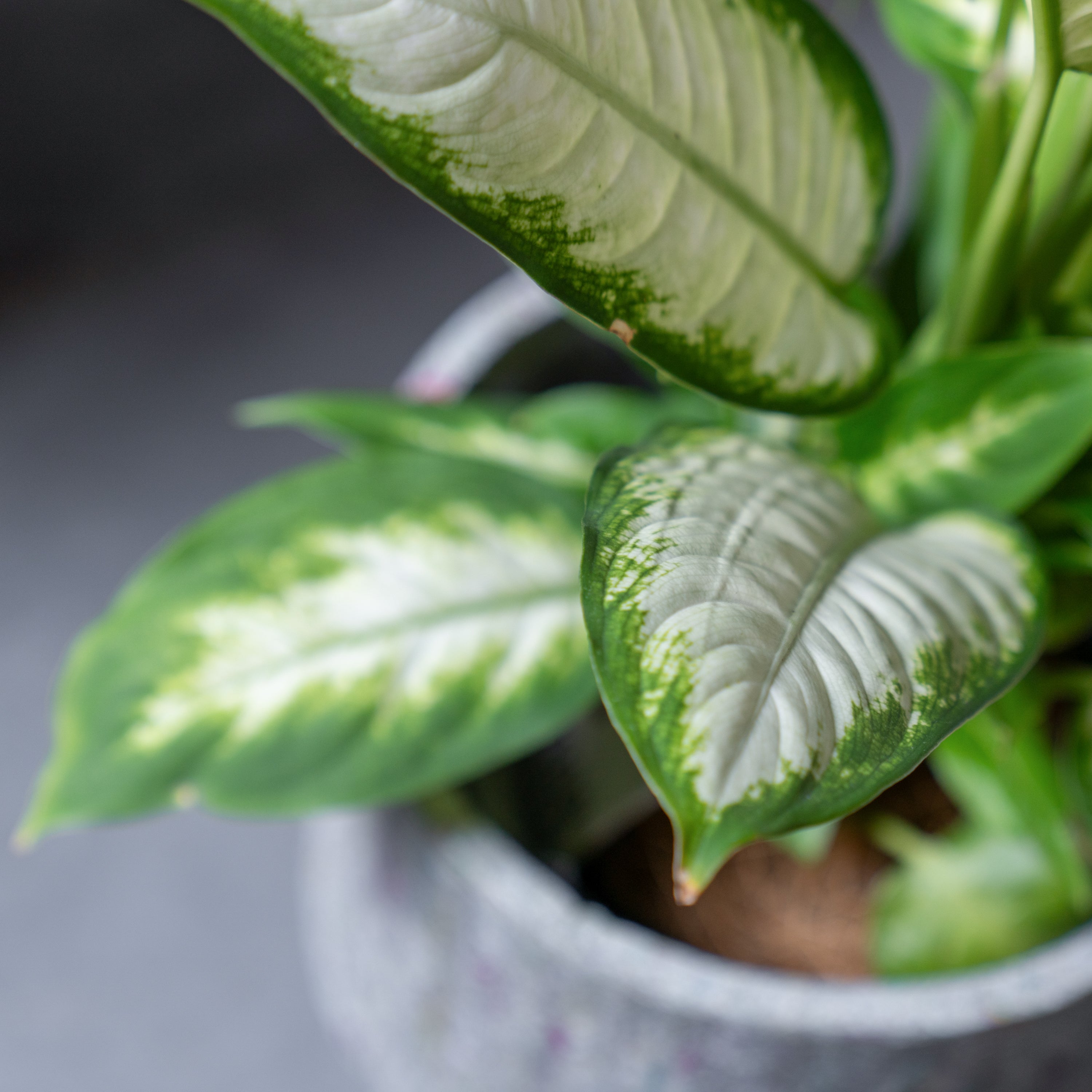 リサイクルペーパーポット(L)+観葉植物セット