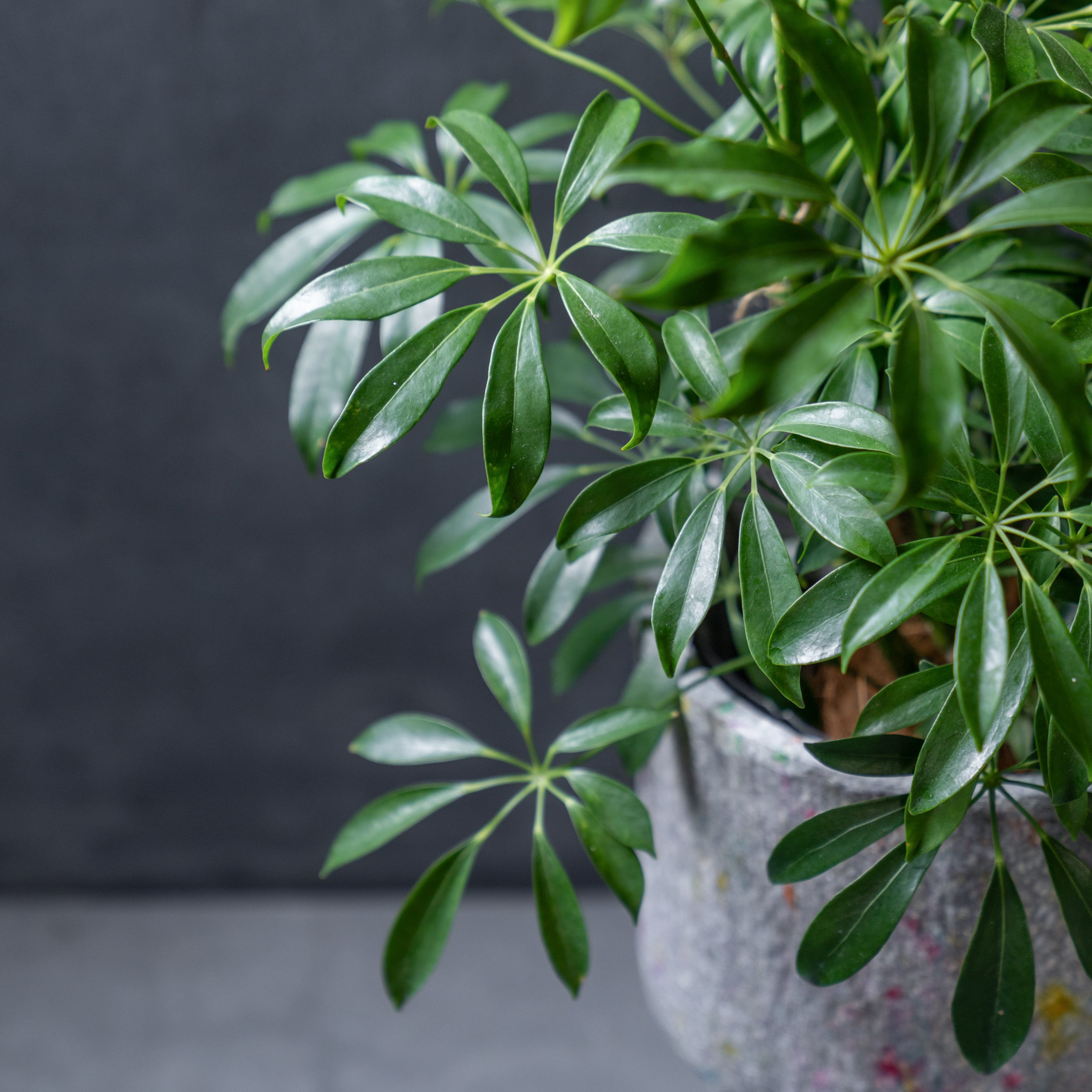 リサイクルペーパーポット(L)+観葉植物セット