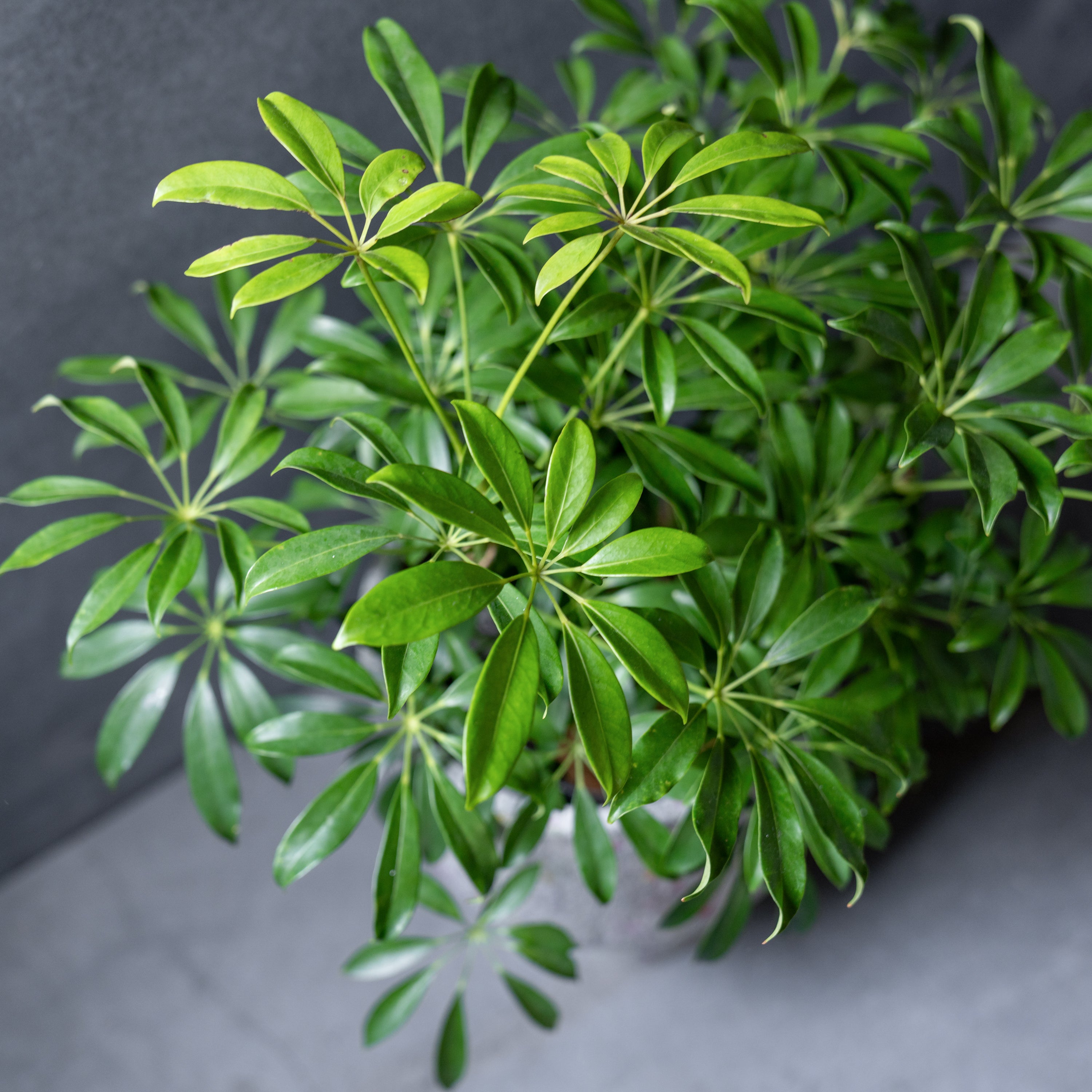 リサイクルペーパーポット(L)+観葉植物セット