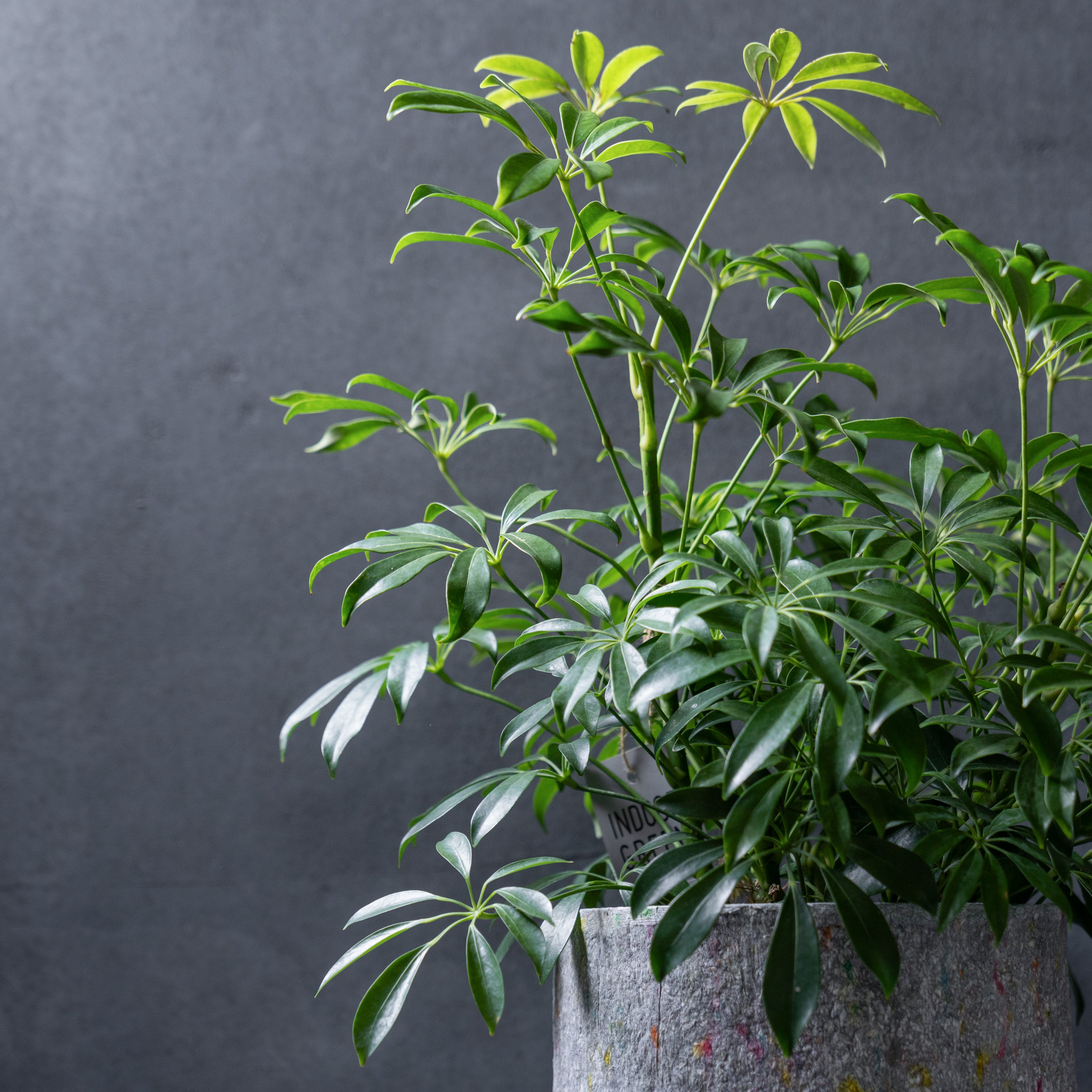 リサイクルペーパーポット(L)+観葉植物セット