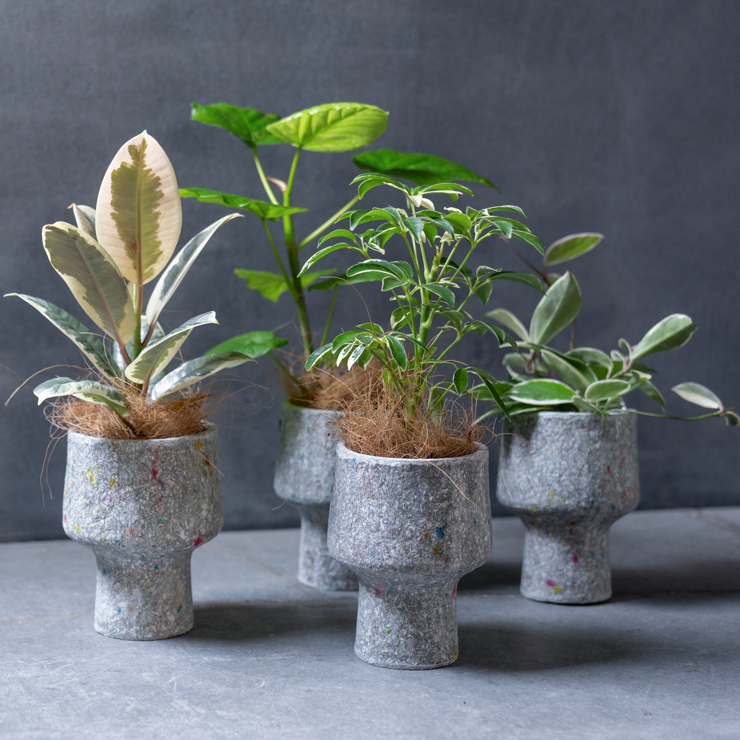 リサイクルペーパーポット(S)+観葉植物セット