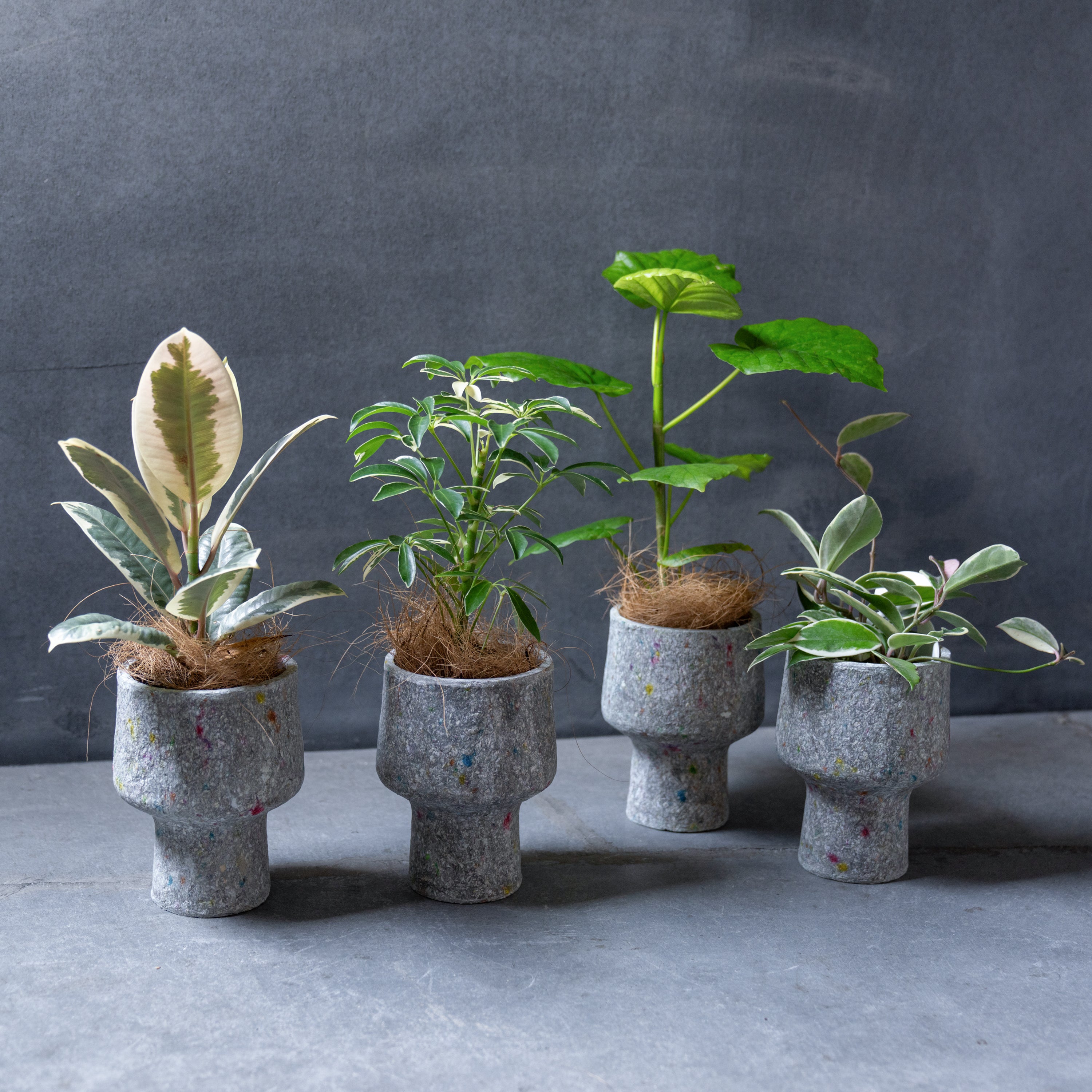 リサイクルペーパーポット(S)+観葉植物セット