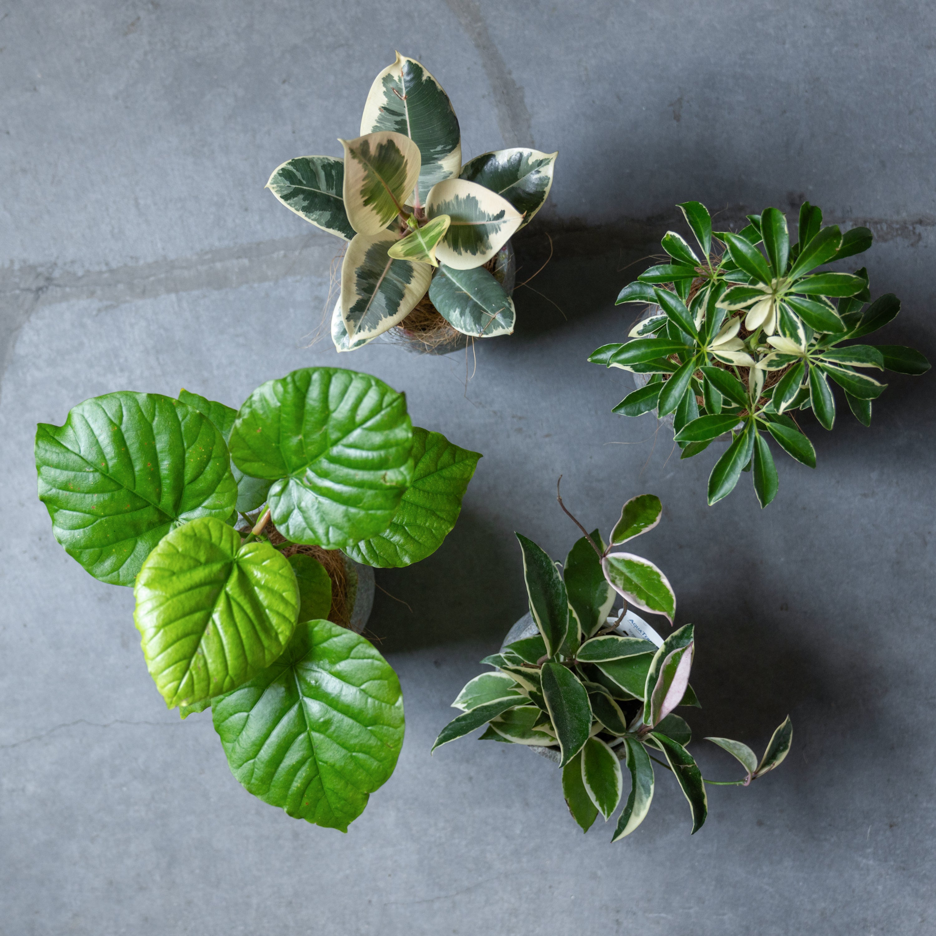 リサイクルペーパーポット(S)+観葉植物セット