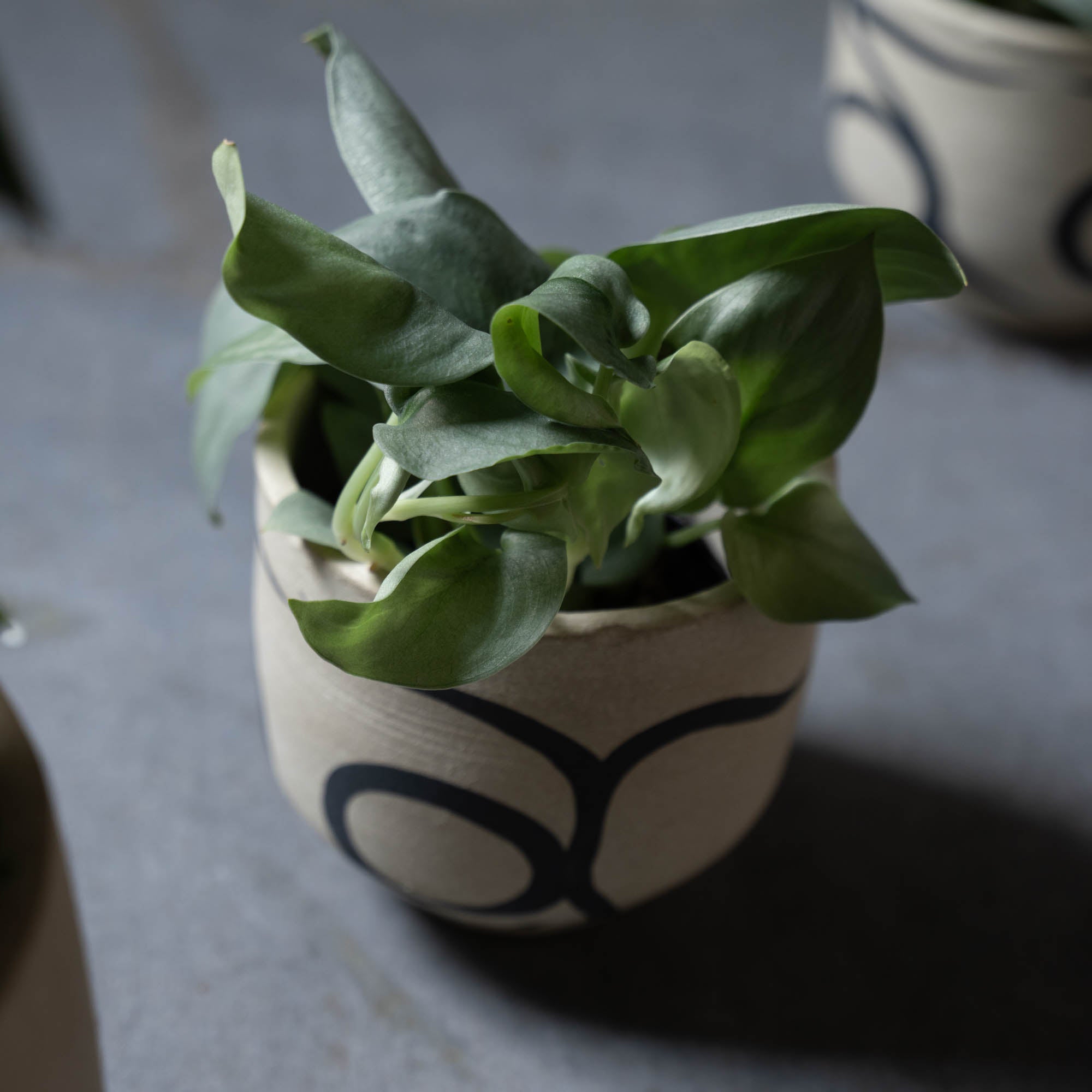 スキンダプサス(鉢とセット)