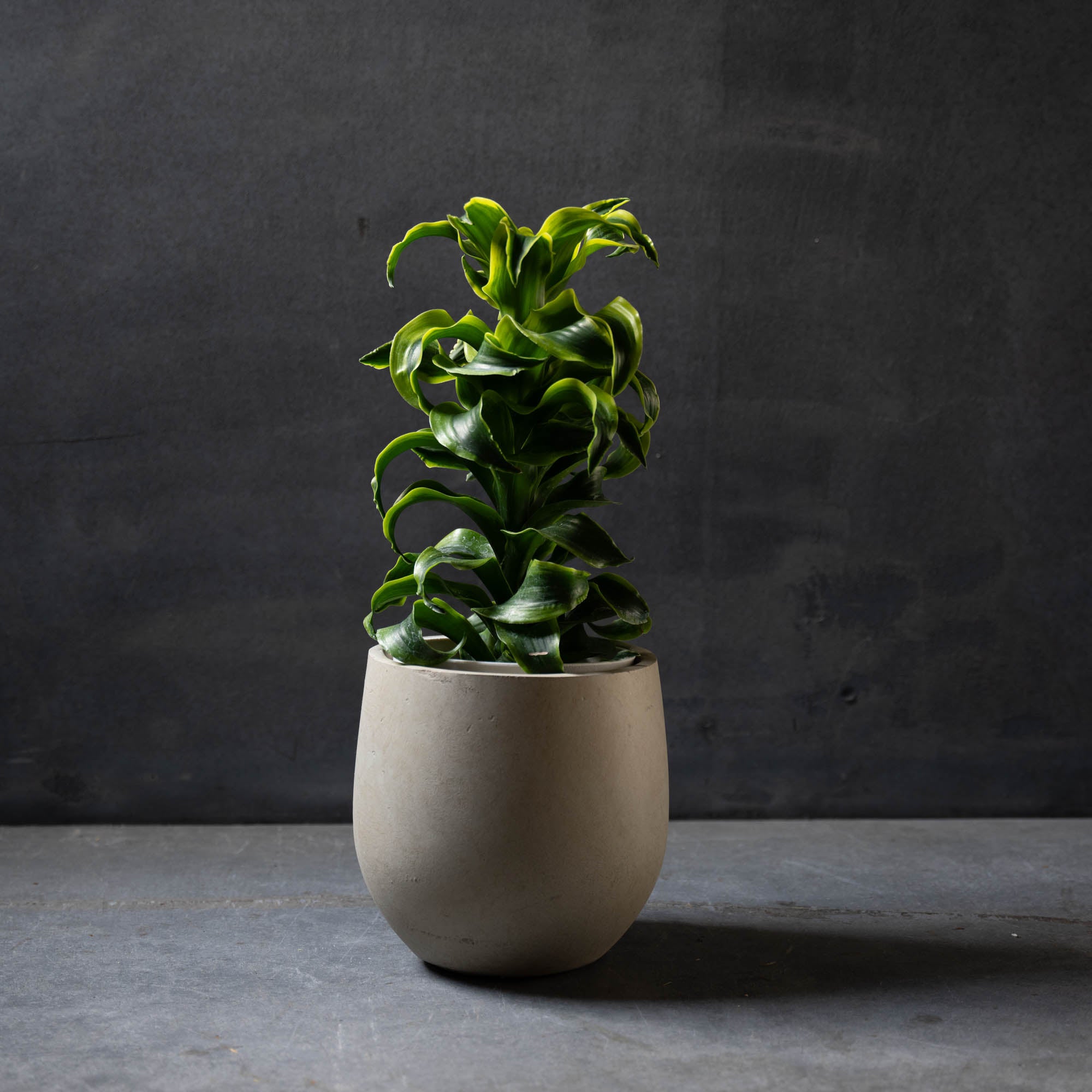 ドラセナ・トルネード(鉢とセット)