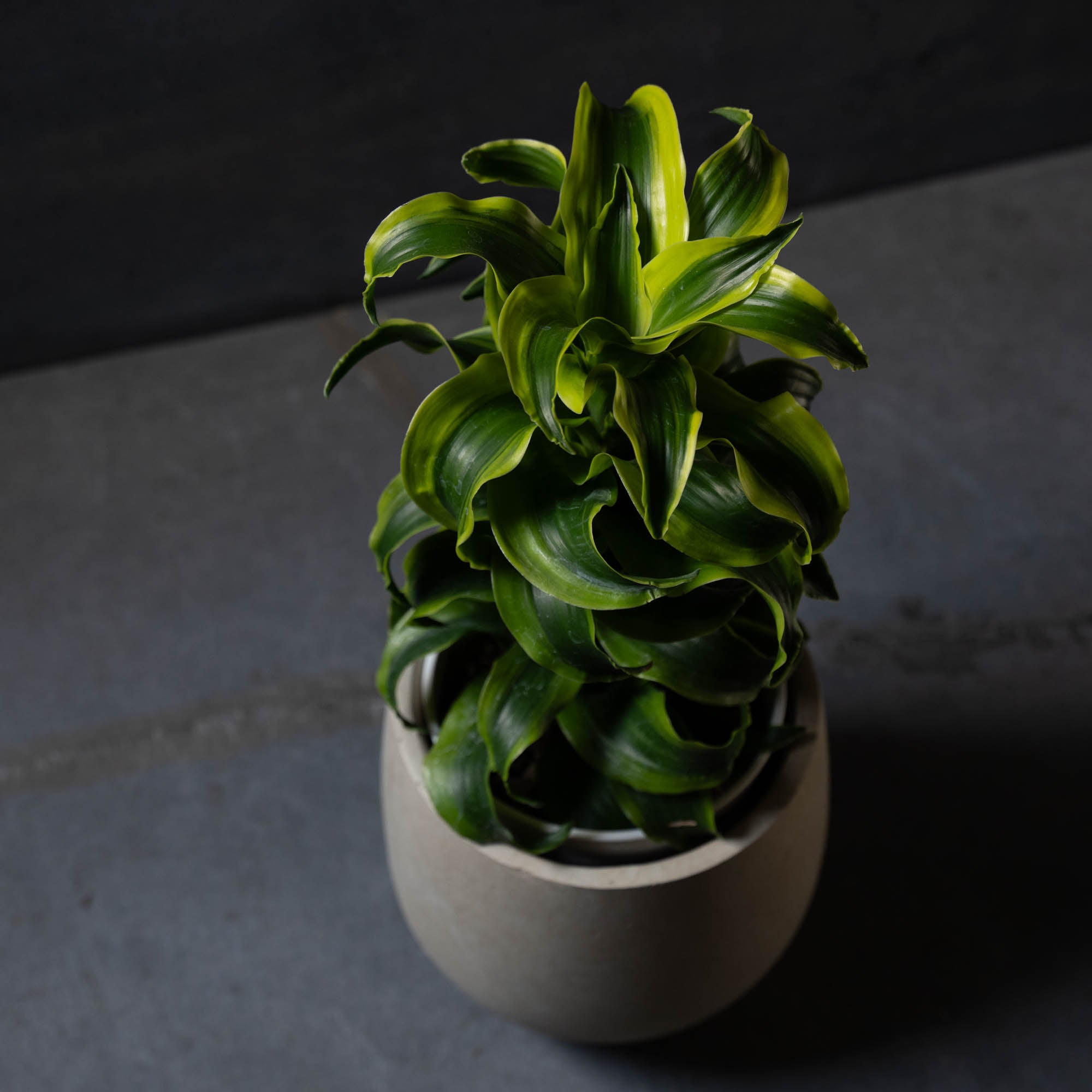 ドラセナ・トルネード(鉢とセット)