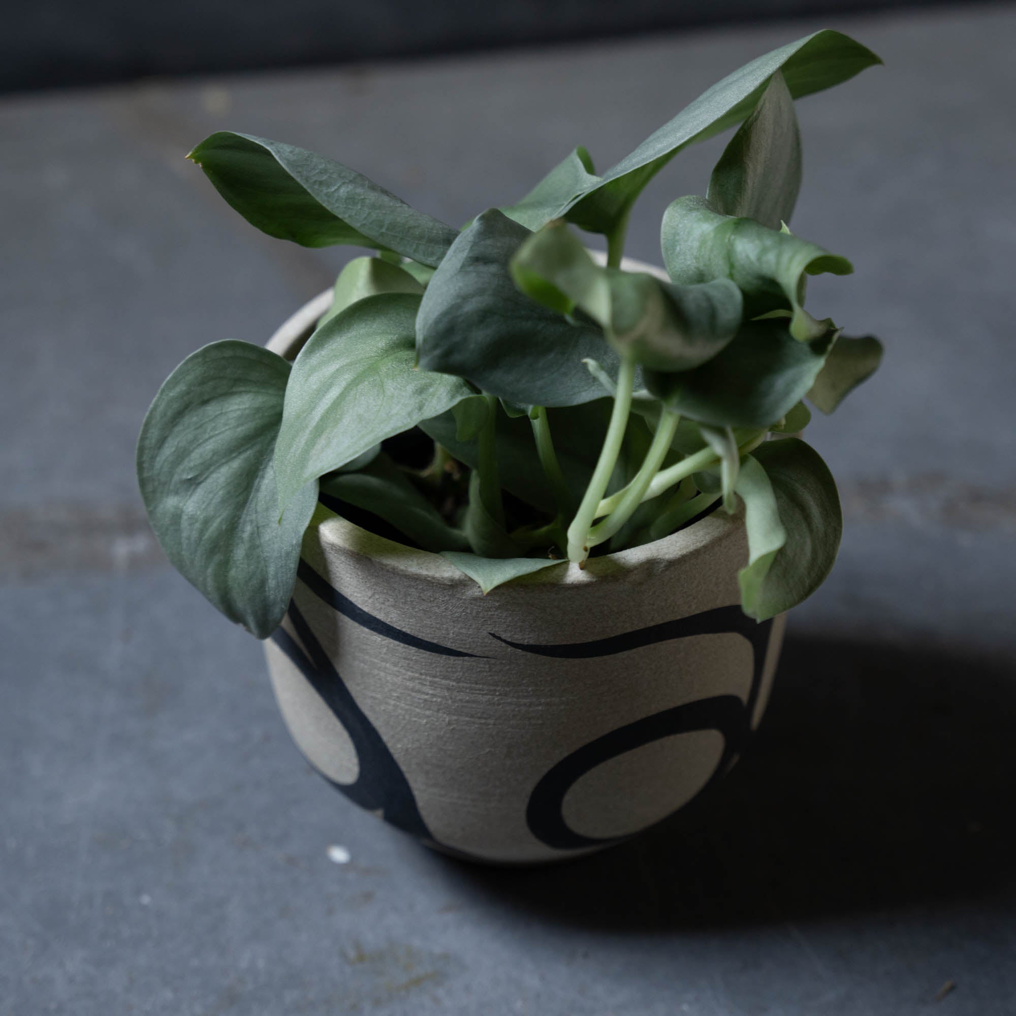 スキンダプサス(鉢とセット)