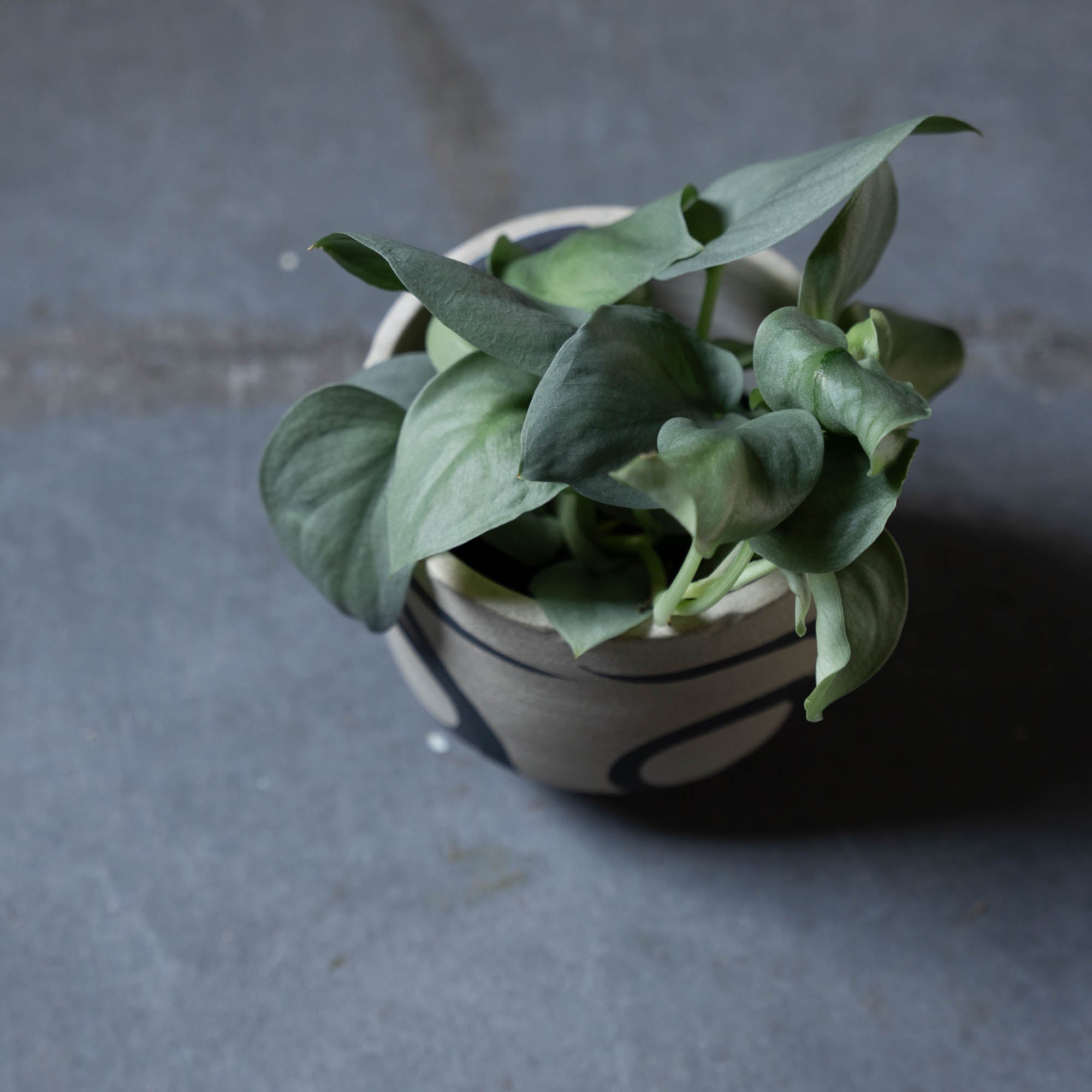 スキンダプサス(鉢とセット)