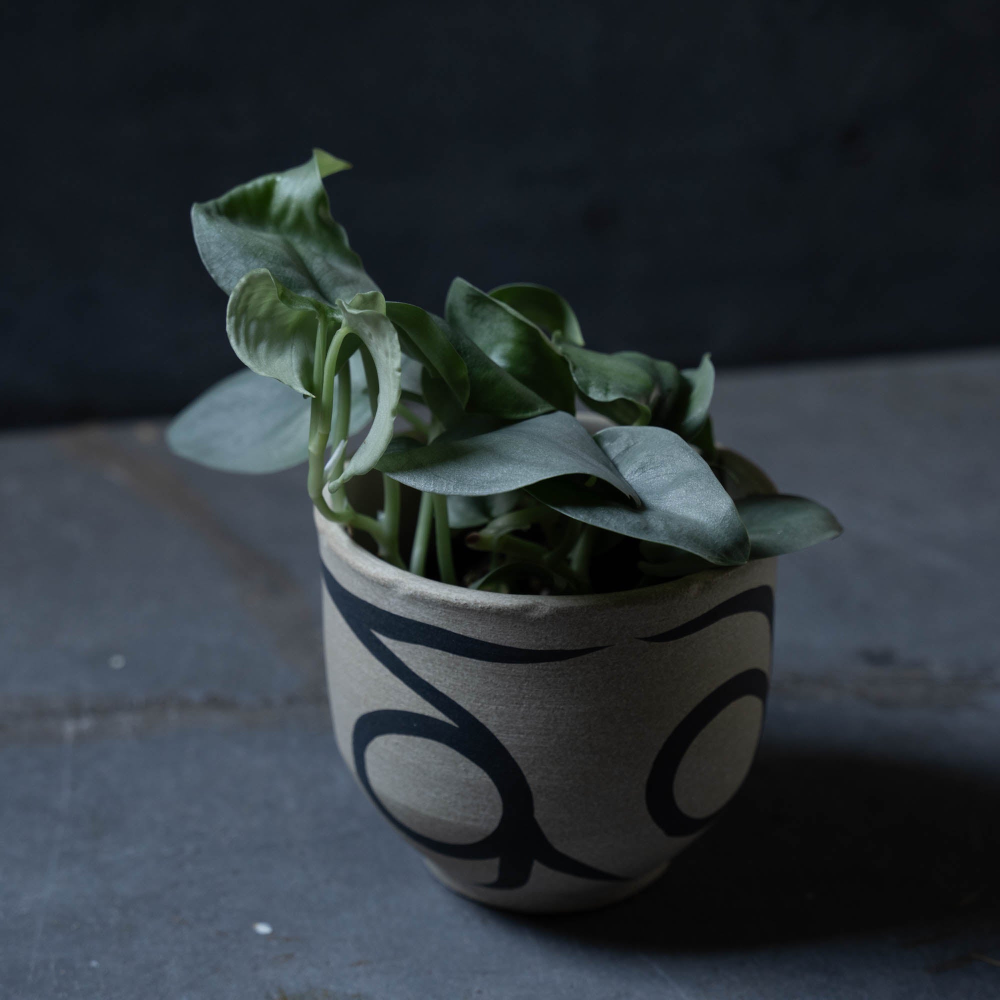 スキンダプサス(鉢とセット)