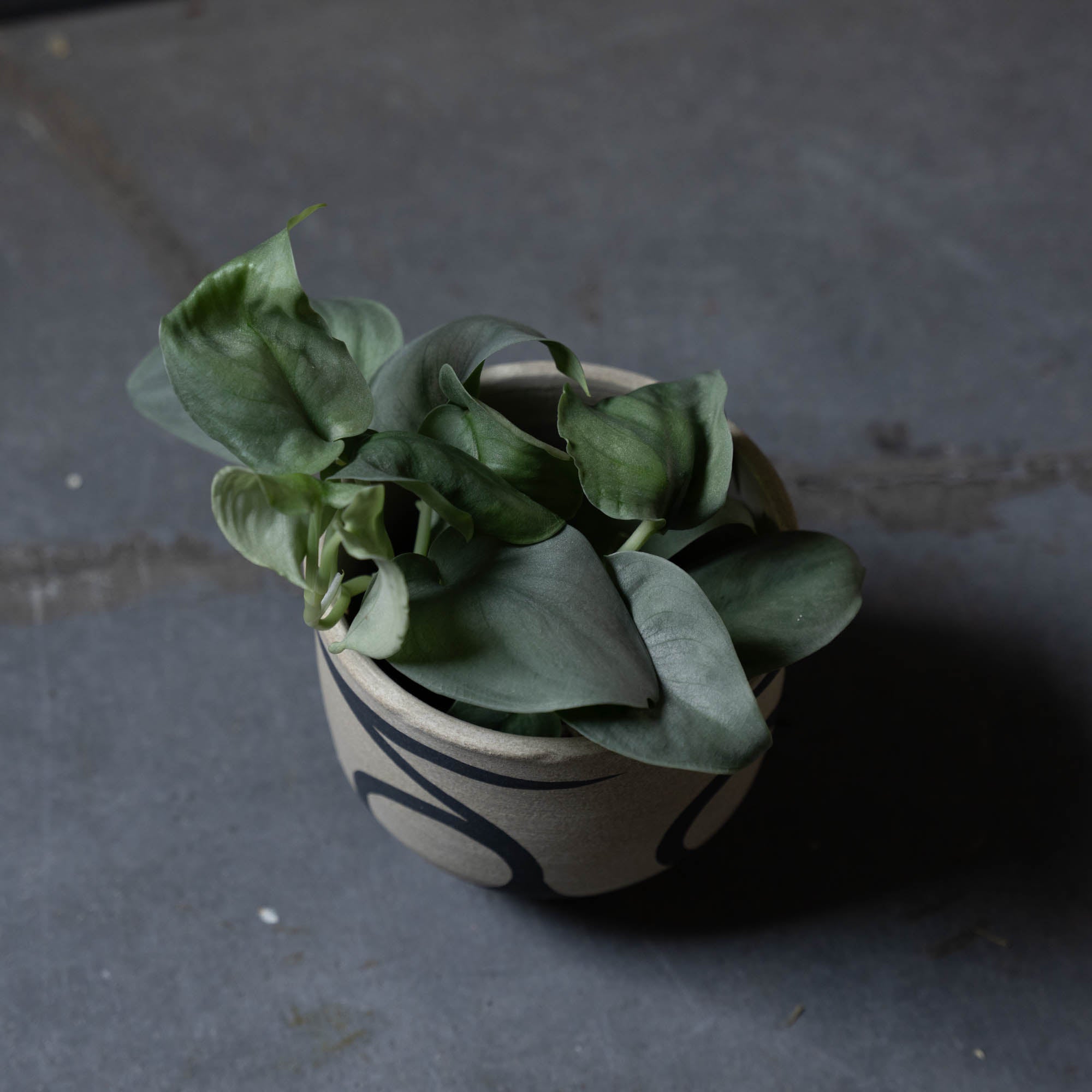 スキンダプサス(鉢とセット)