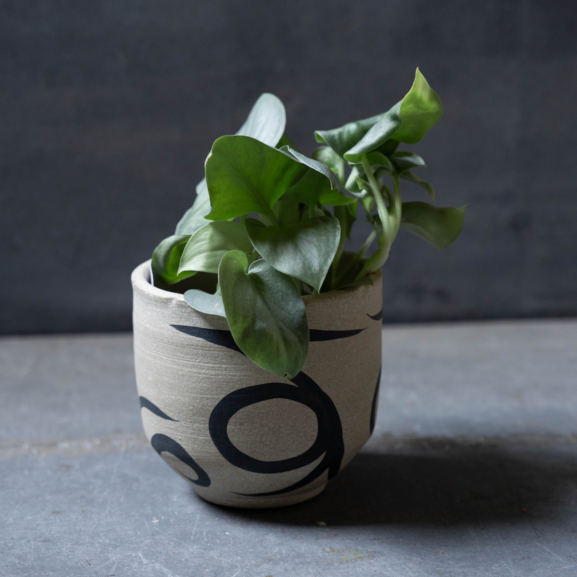 スキンダプサス(鉢とセット)