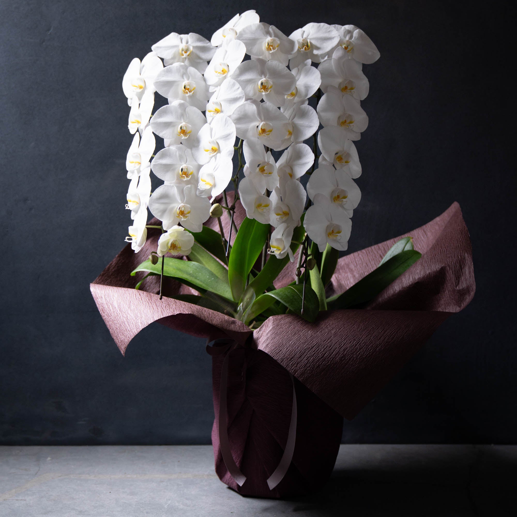 胡蝶蘭〈Lサイズ〉