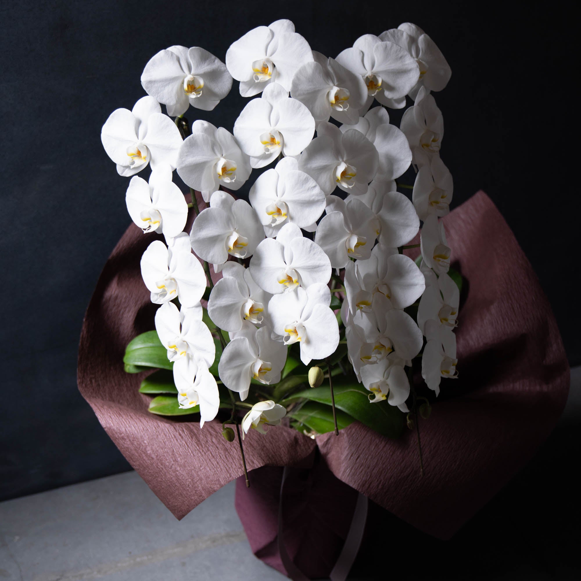 胡蝶蘭〈Lサイズ〉