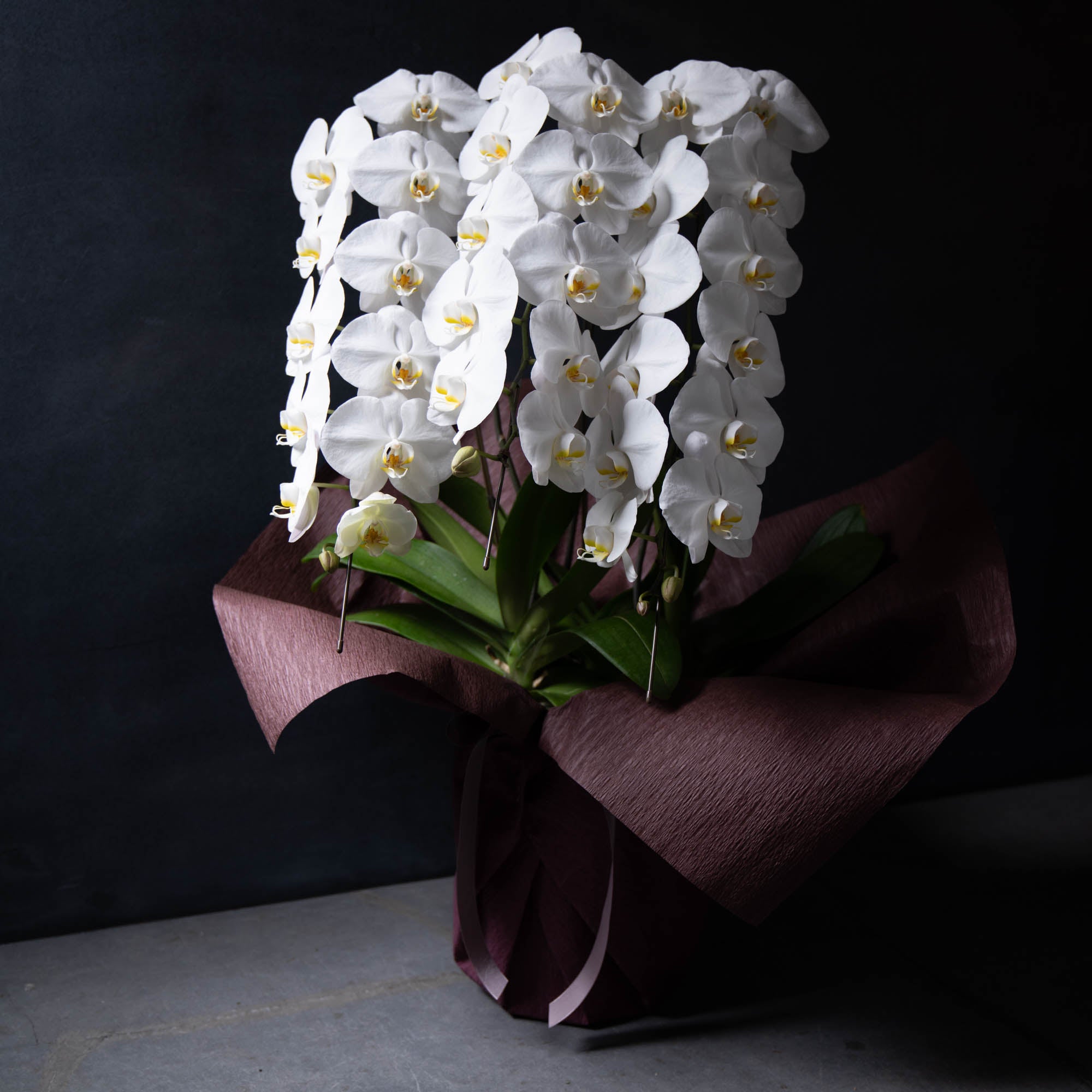 胡蝶蘭〈Lサイズ〉