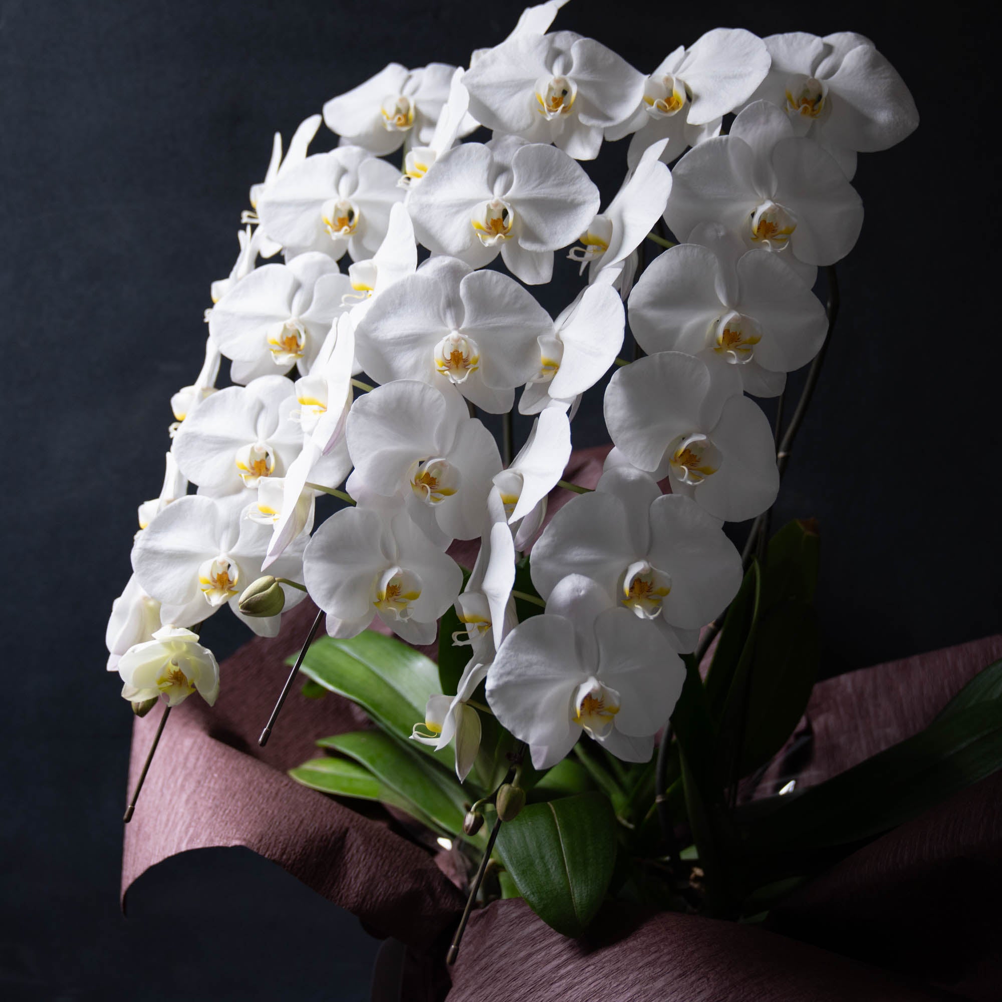 胡蝶蘭〈Lサイズ〉