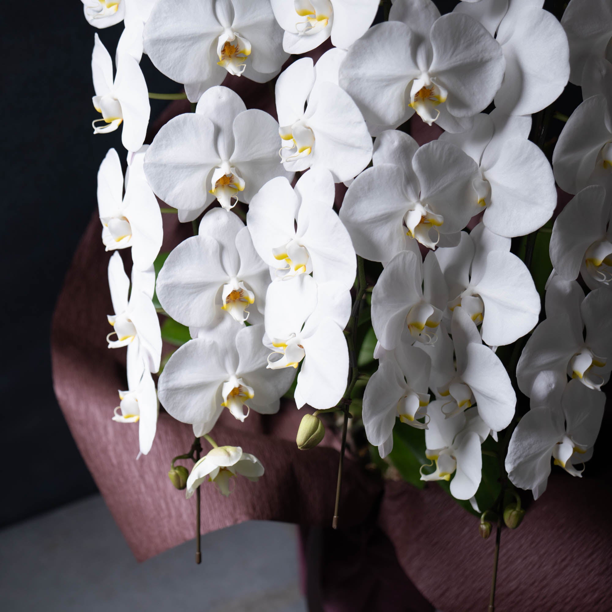 胡蝶蘭〈Lサイズ〉