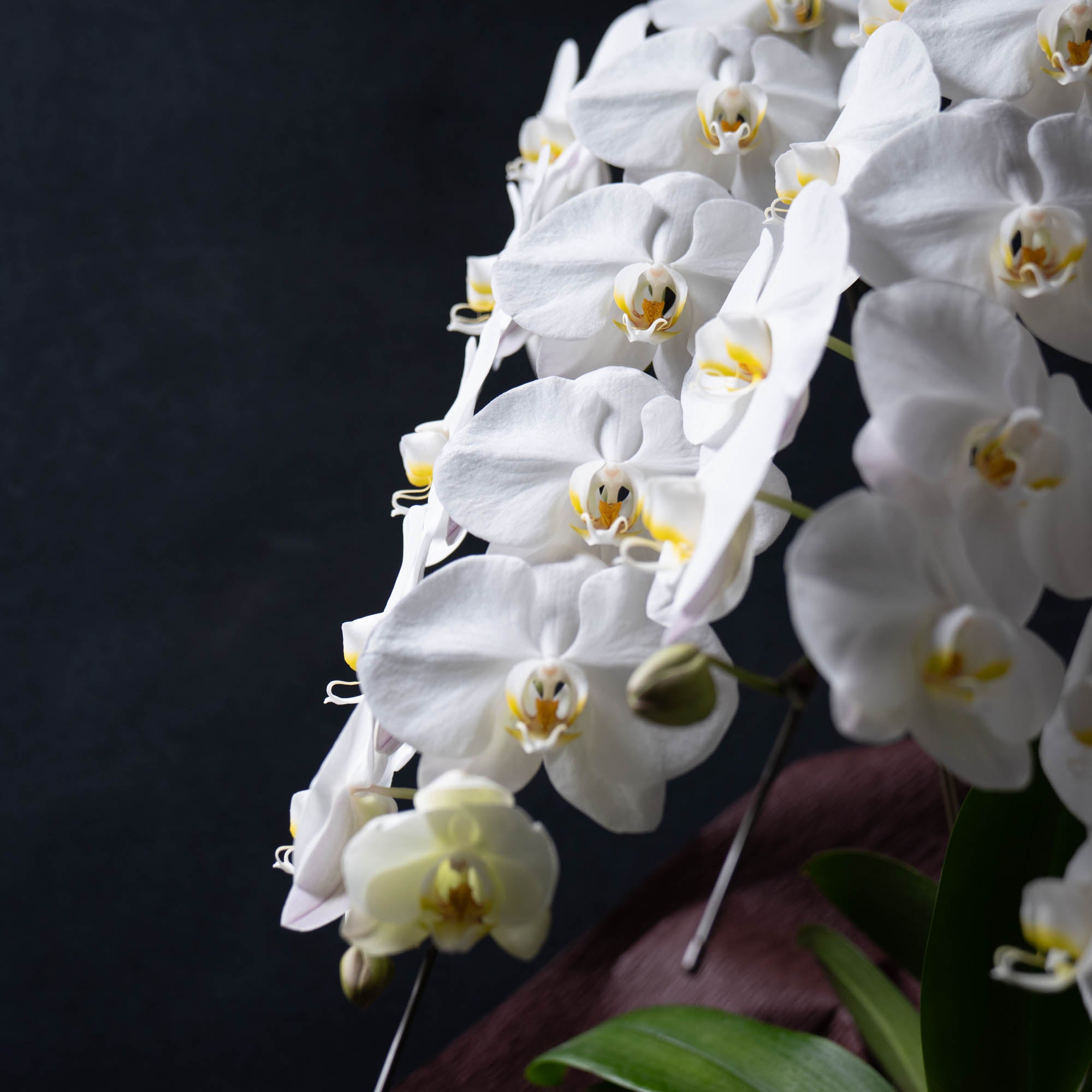 胡蝶蘭〈Lサイズ〉