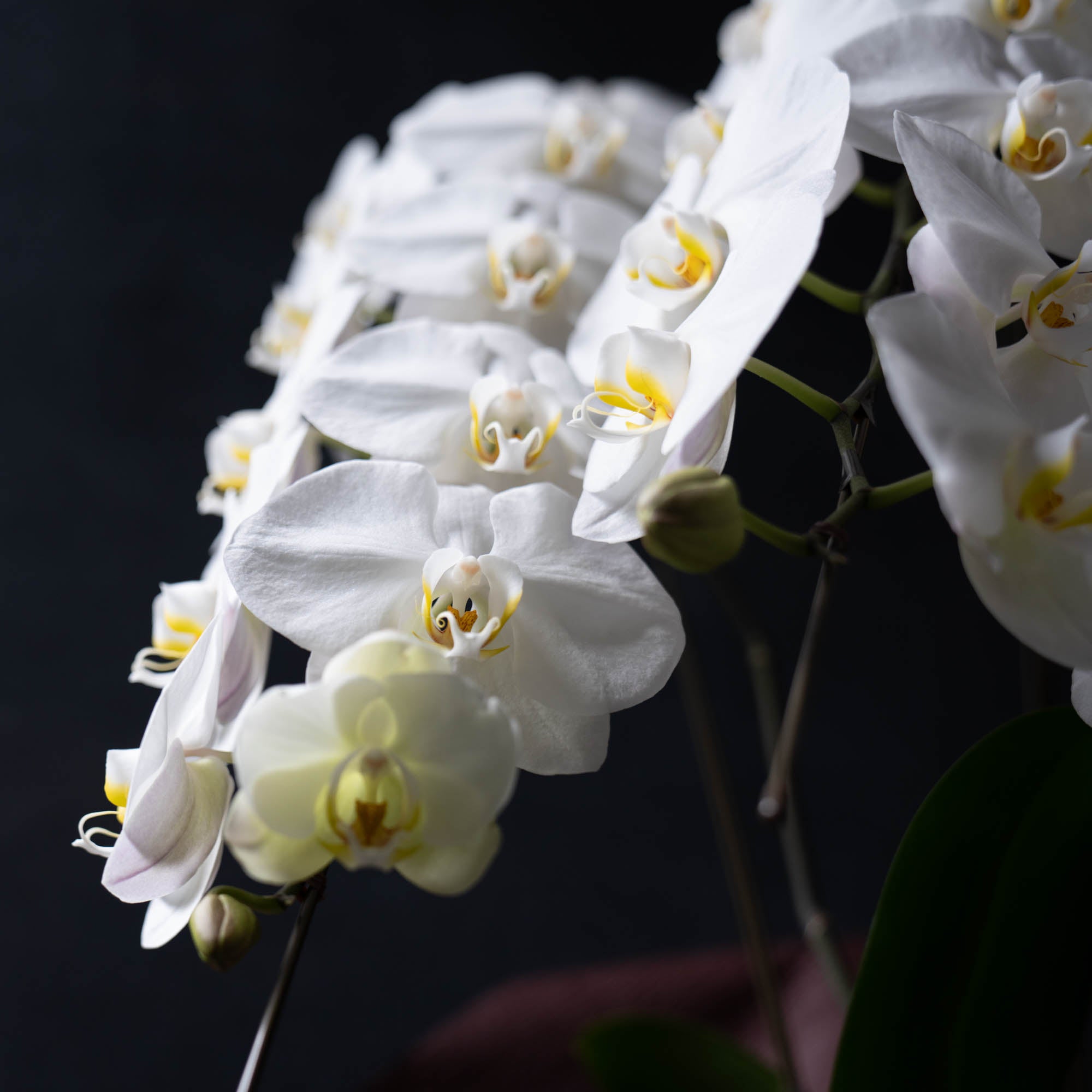 胡蝶蘭〈Lサイズ〉