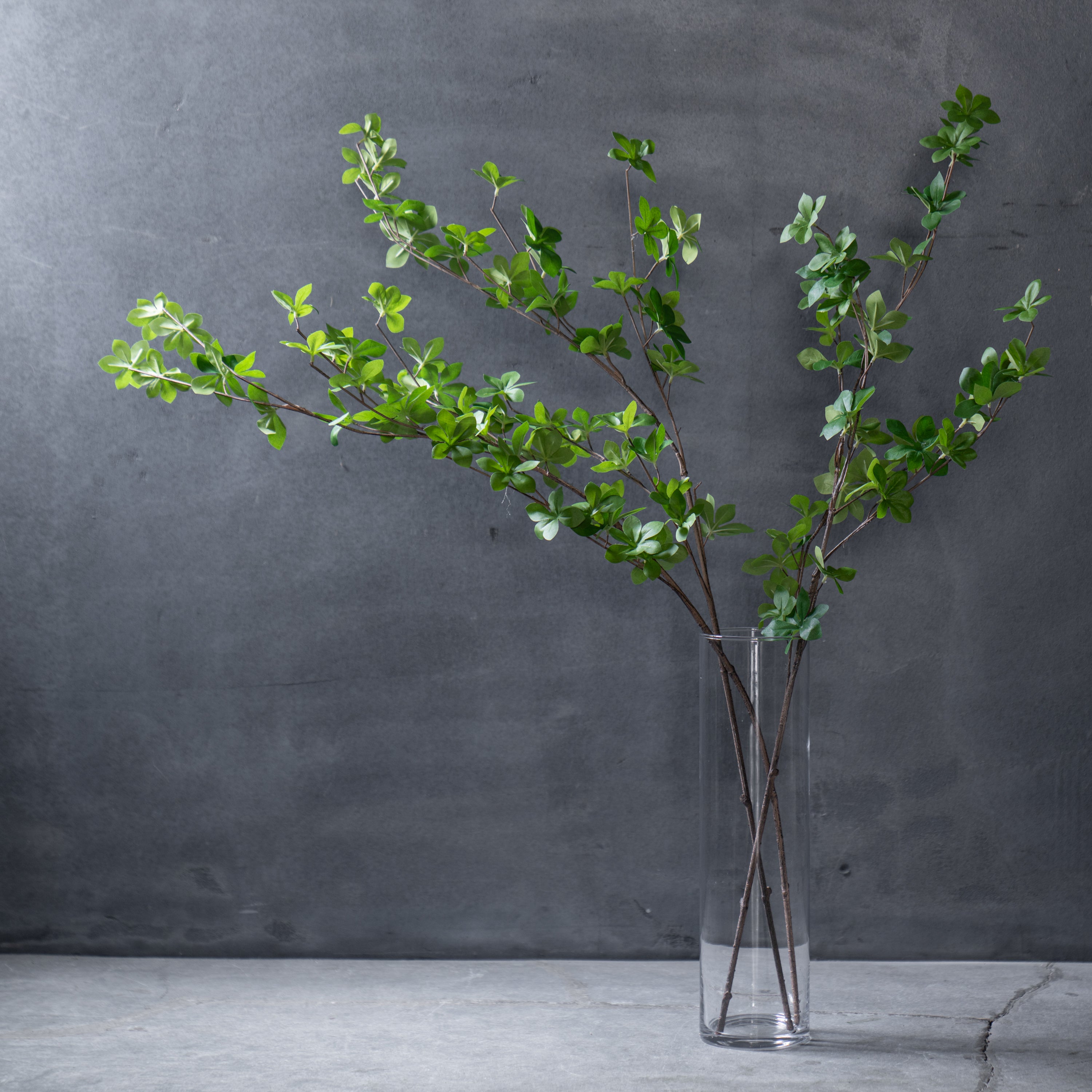 ドウダンツツジ