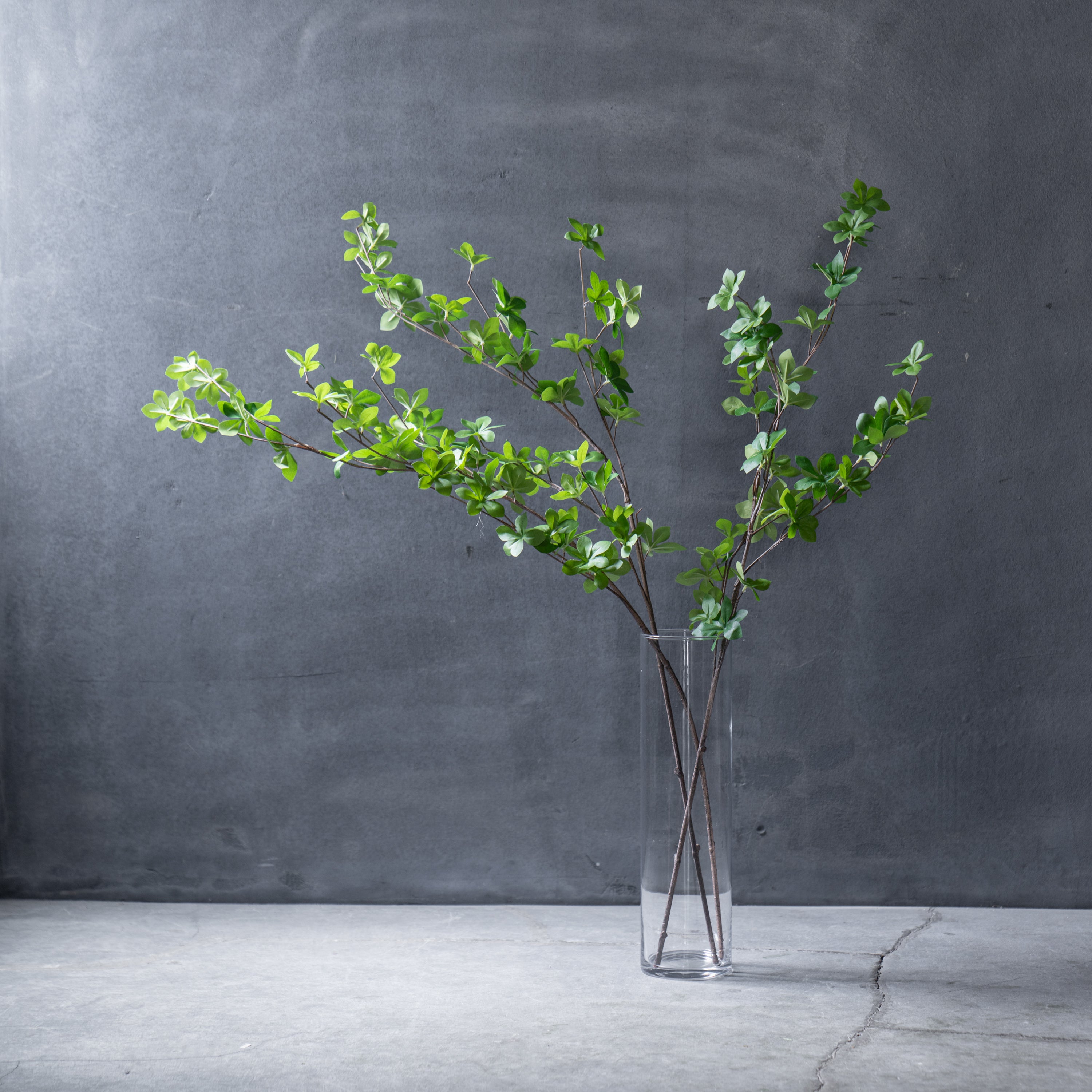 ドウダンツツジ