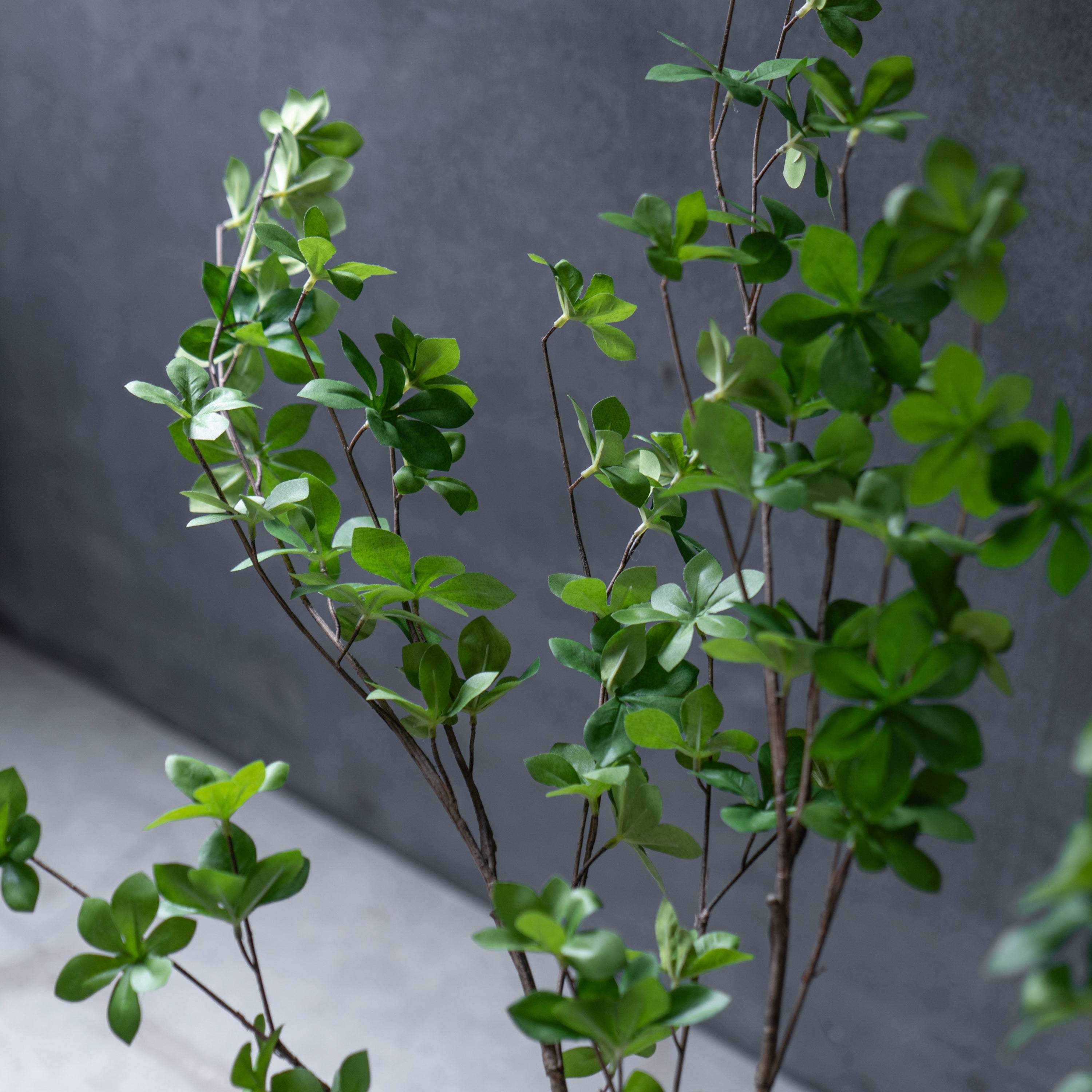 ドウダンツツジ