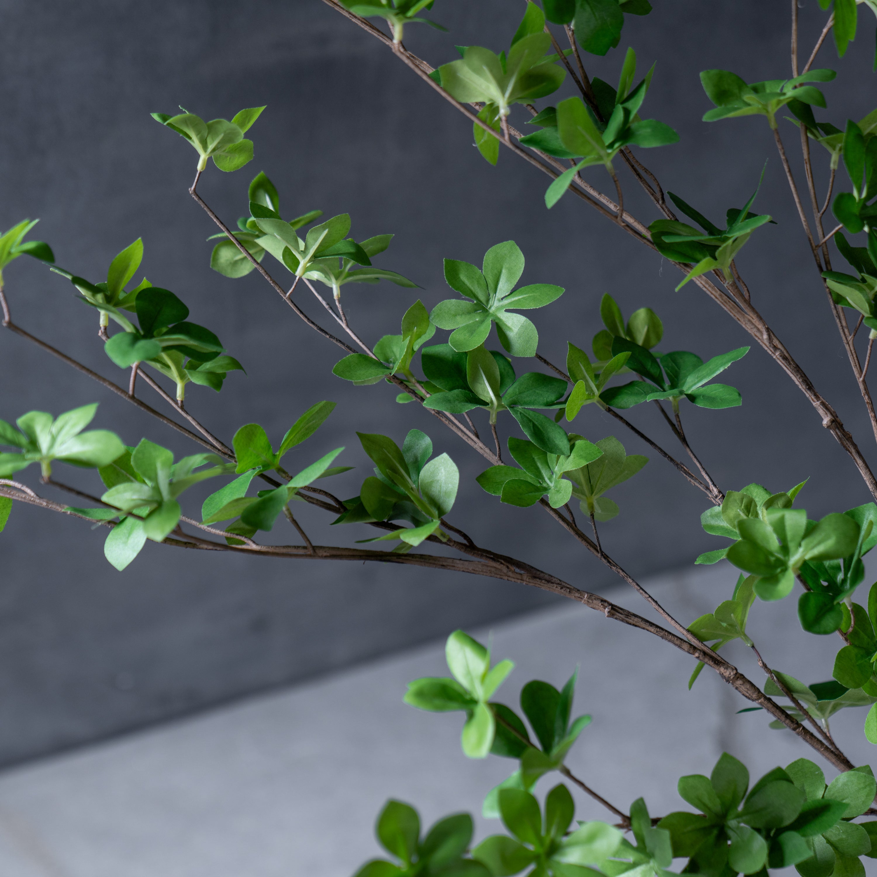 ドウダンツツジ