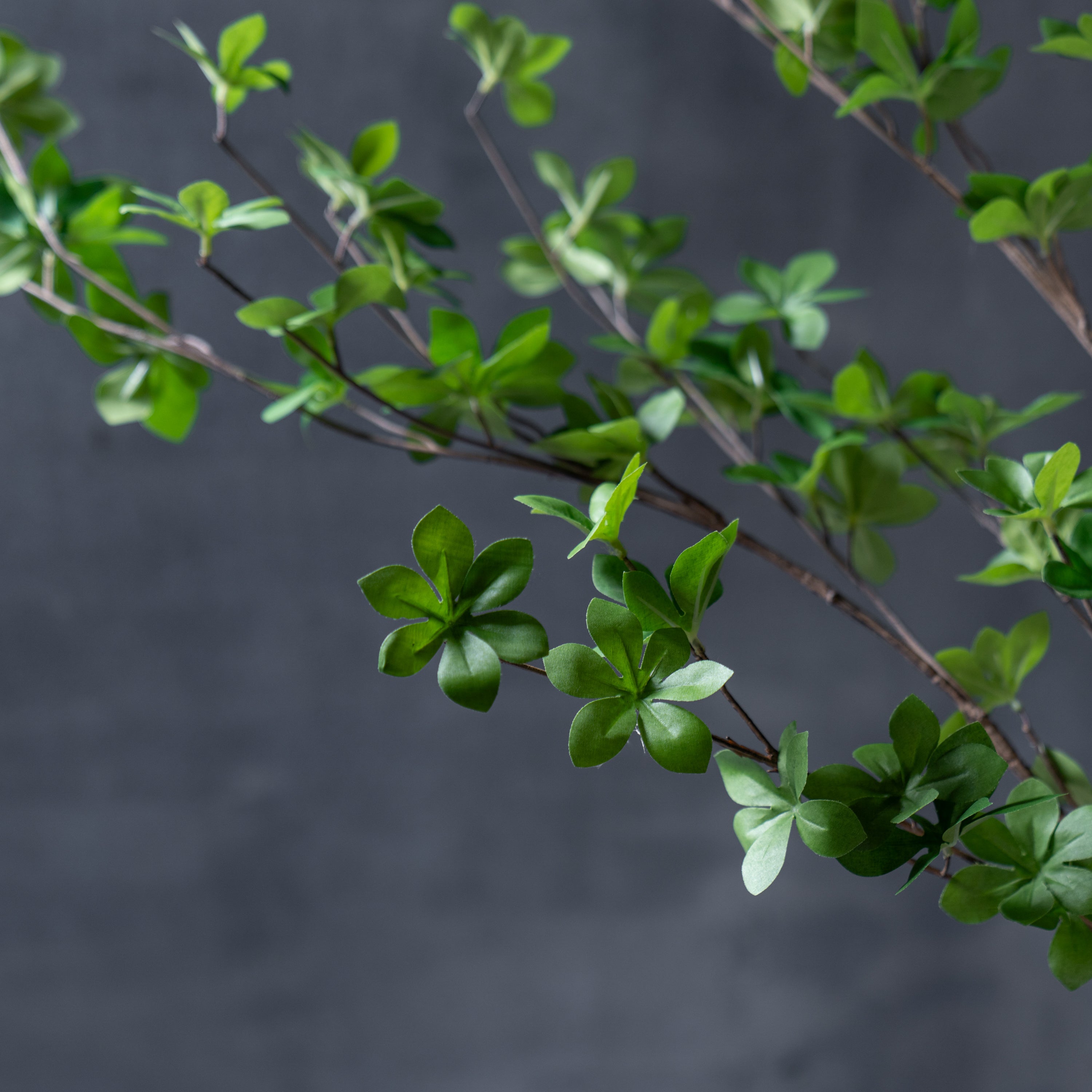 ドウダンツツジ