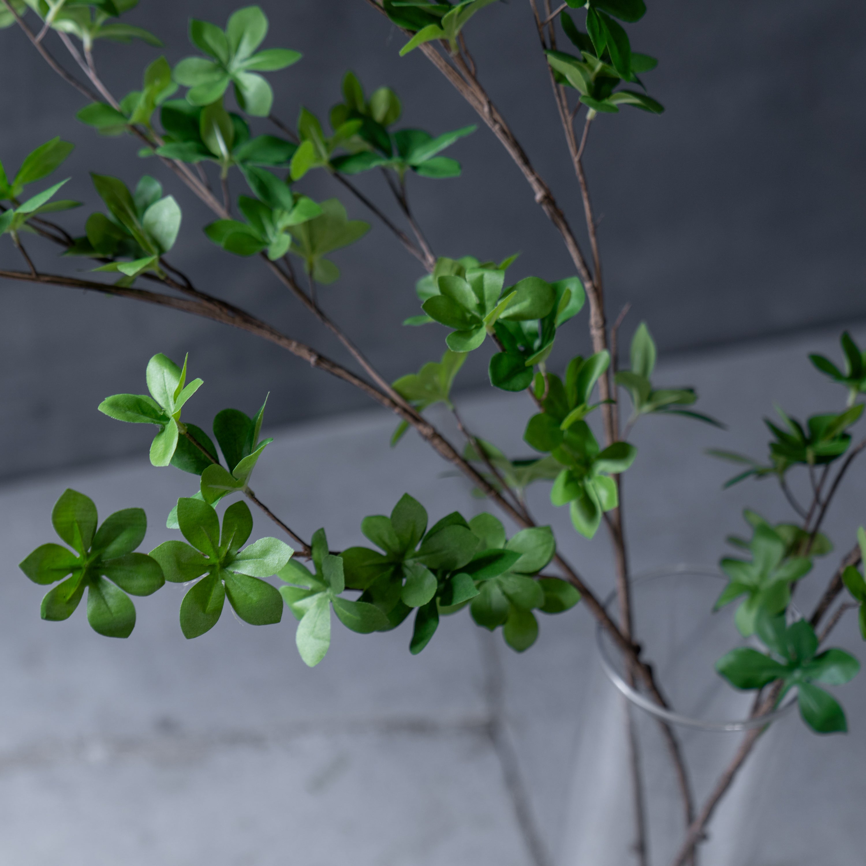 ドウダンツツジ