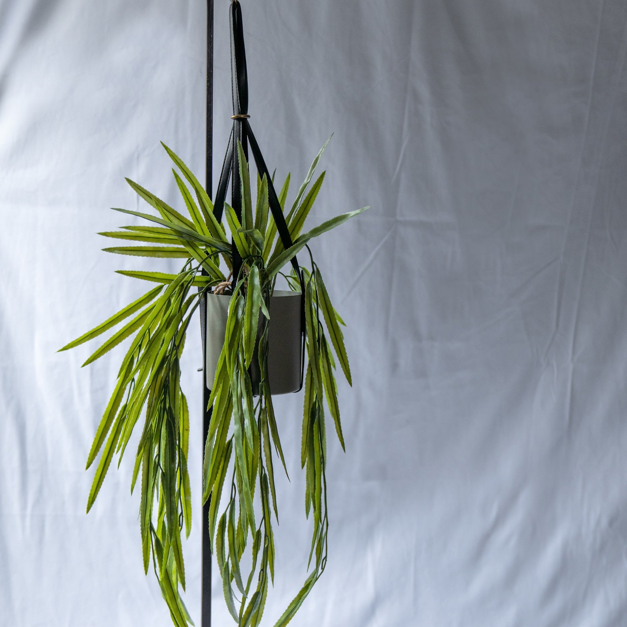 リプサリスBLハンギングポット