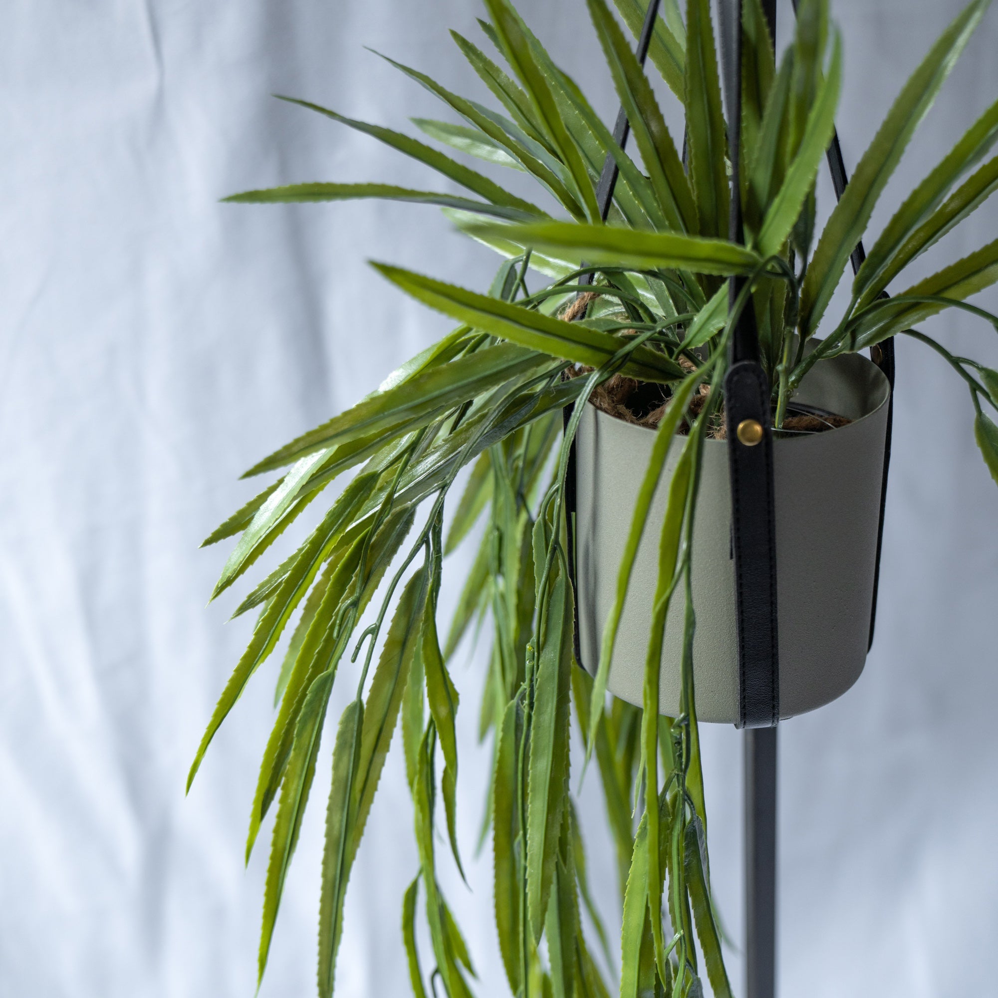 リプサリスBLハンギングポット