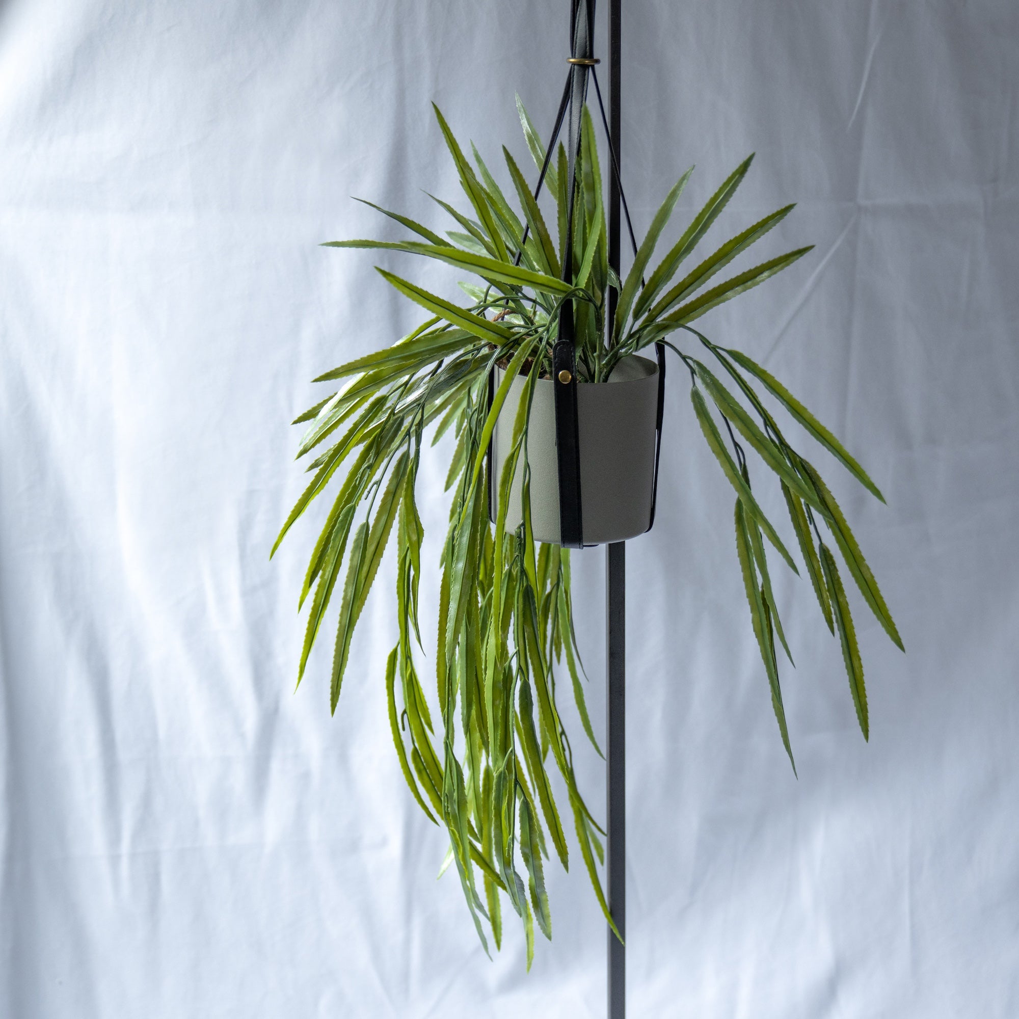 リプサリスBLハンギングポット