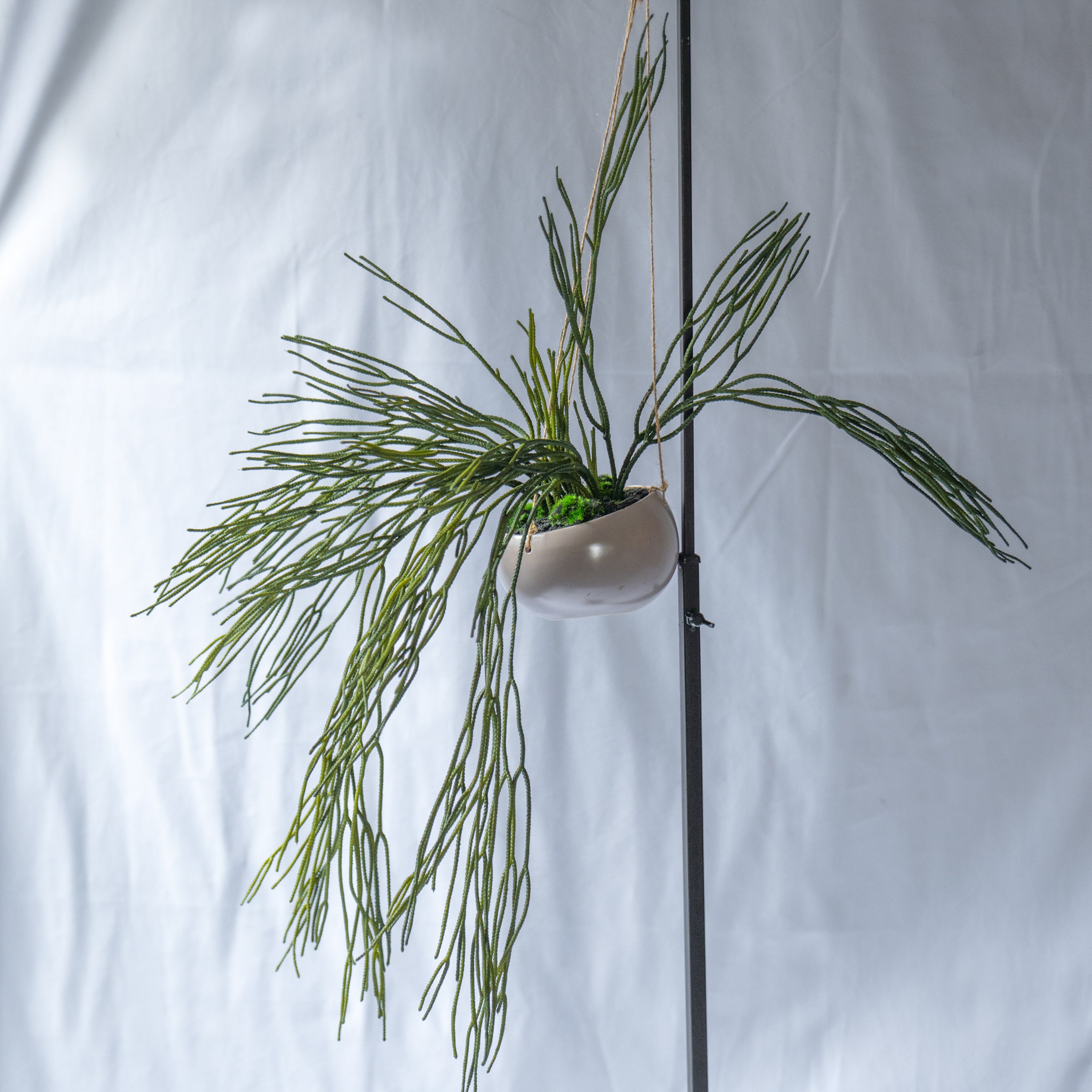 リプサリスハンギングポット