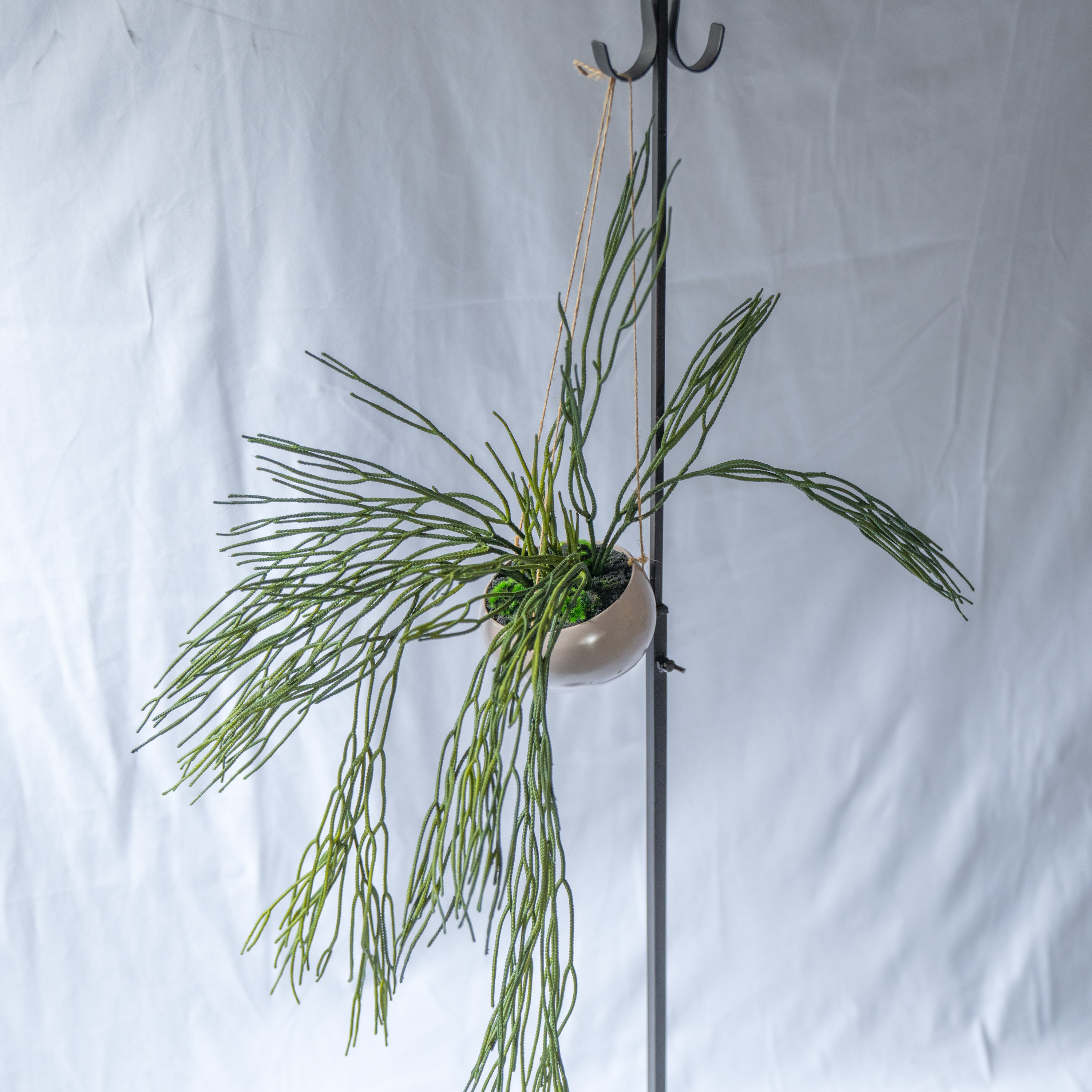 リプサリスハンギングポット